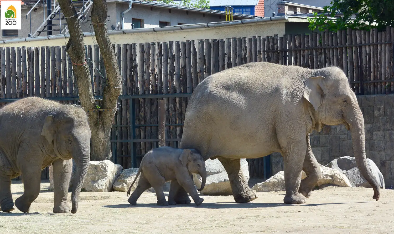 Elephant family