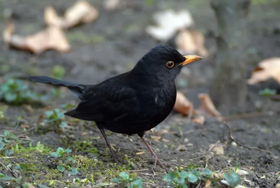 Common blackbird