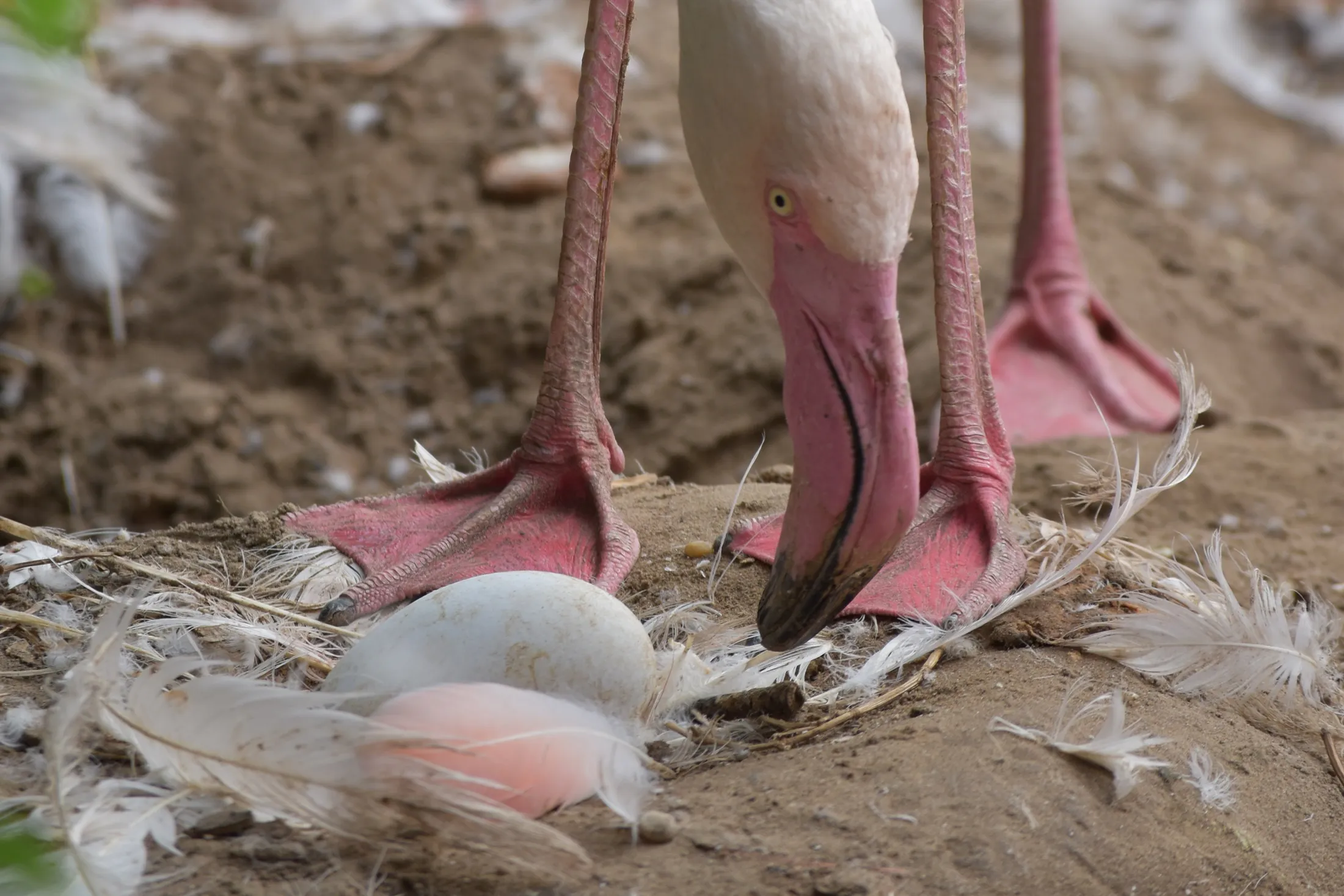 Flamingo and egg