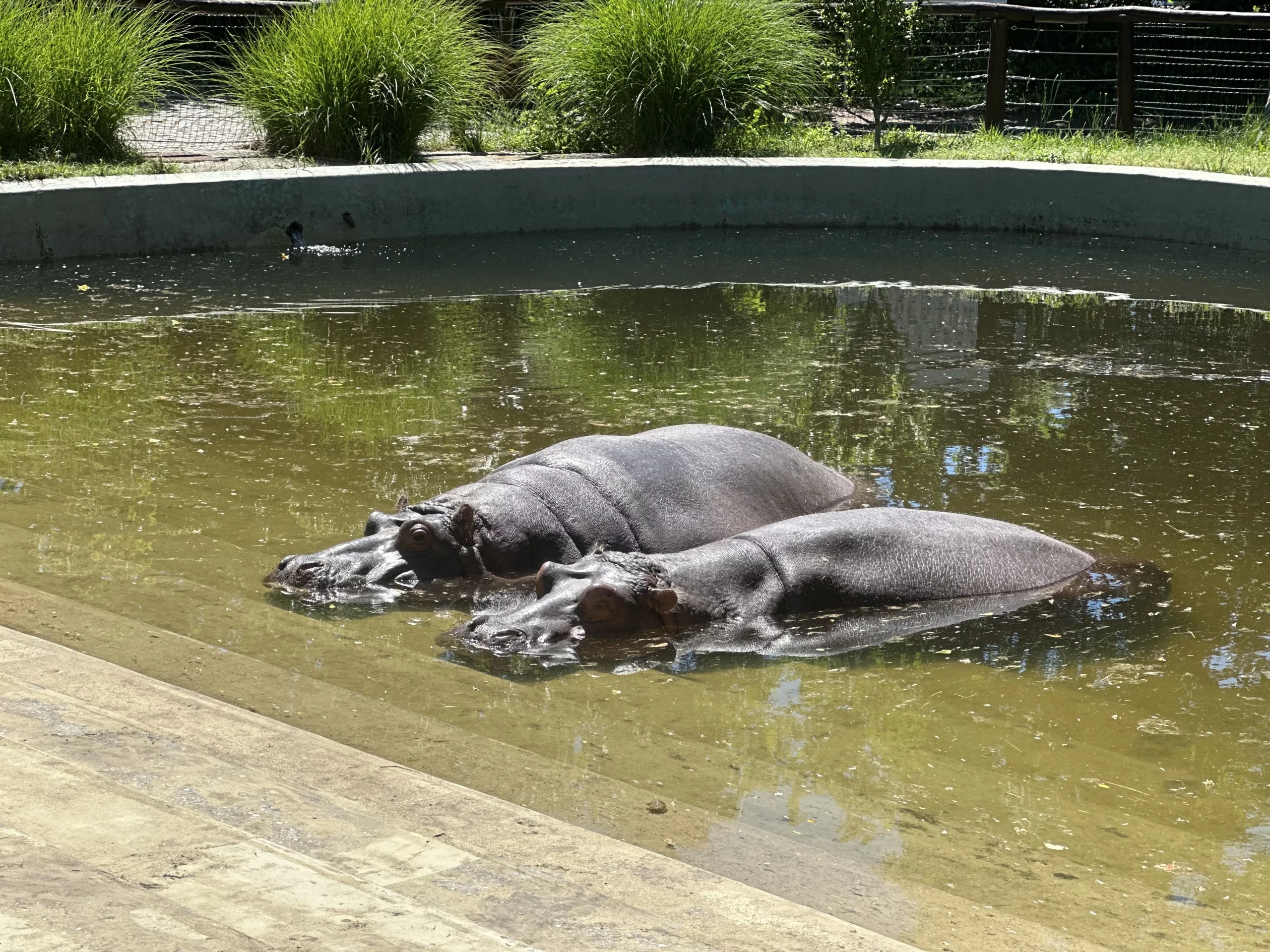 Nile hippos