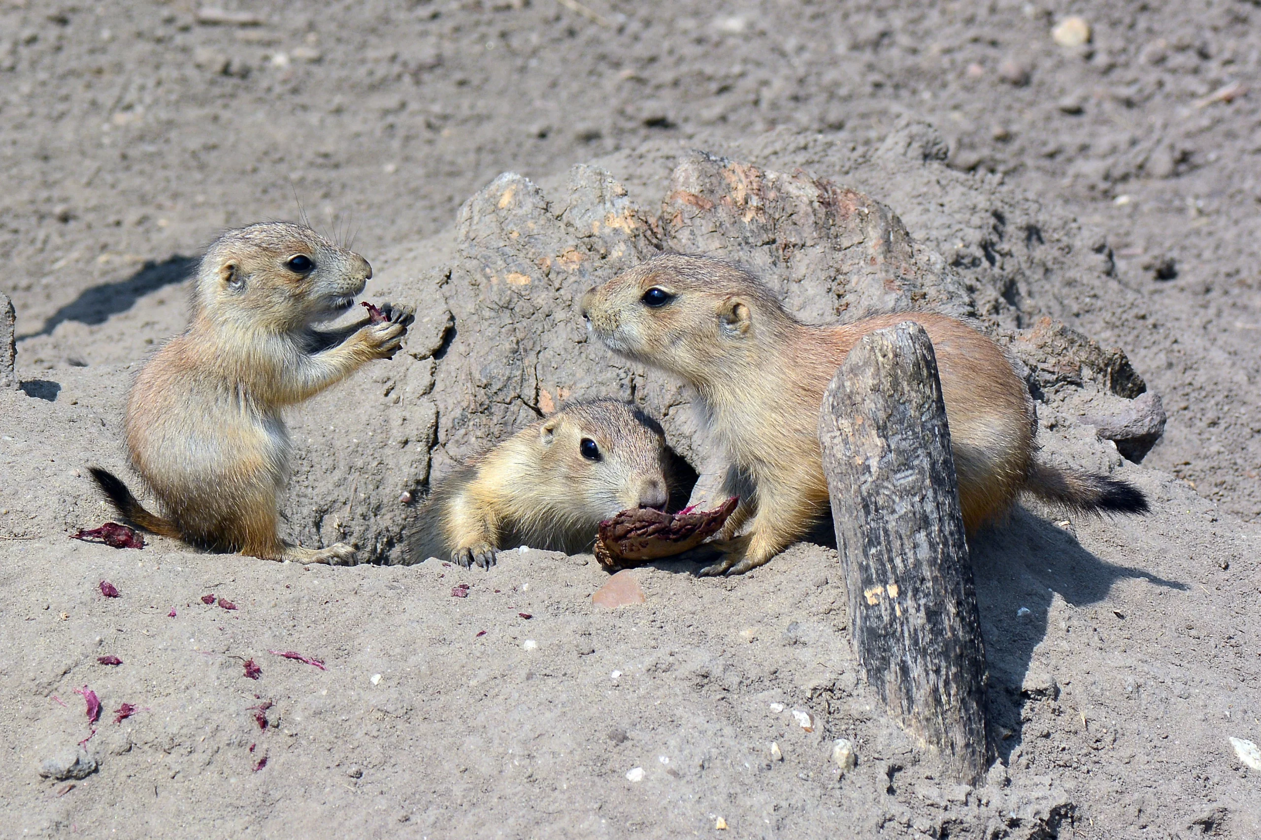 Prairie dog pups