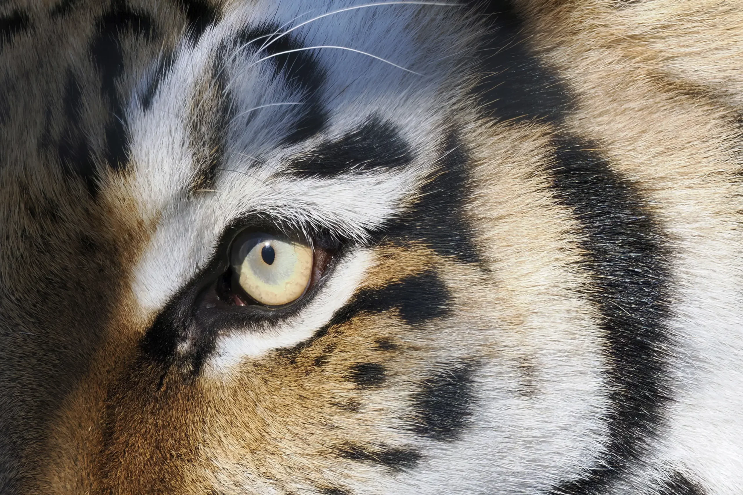 Agnes the Siberian tiger