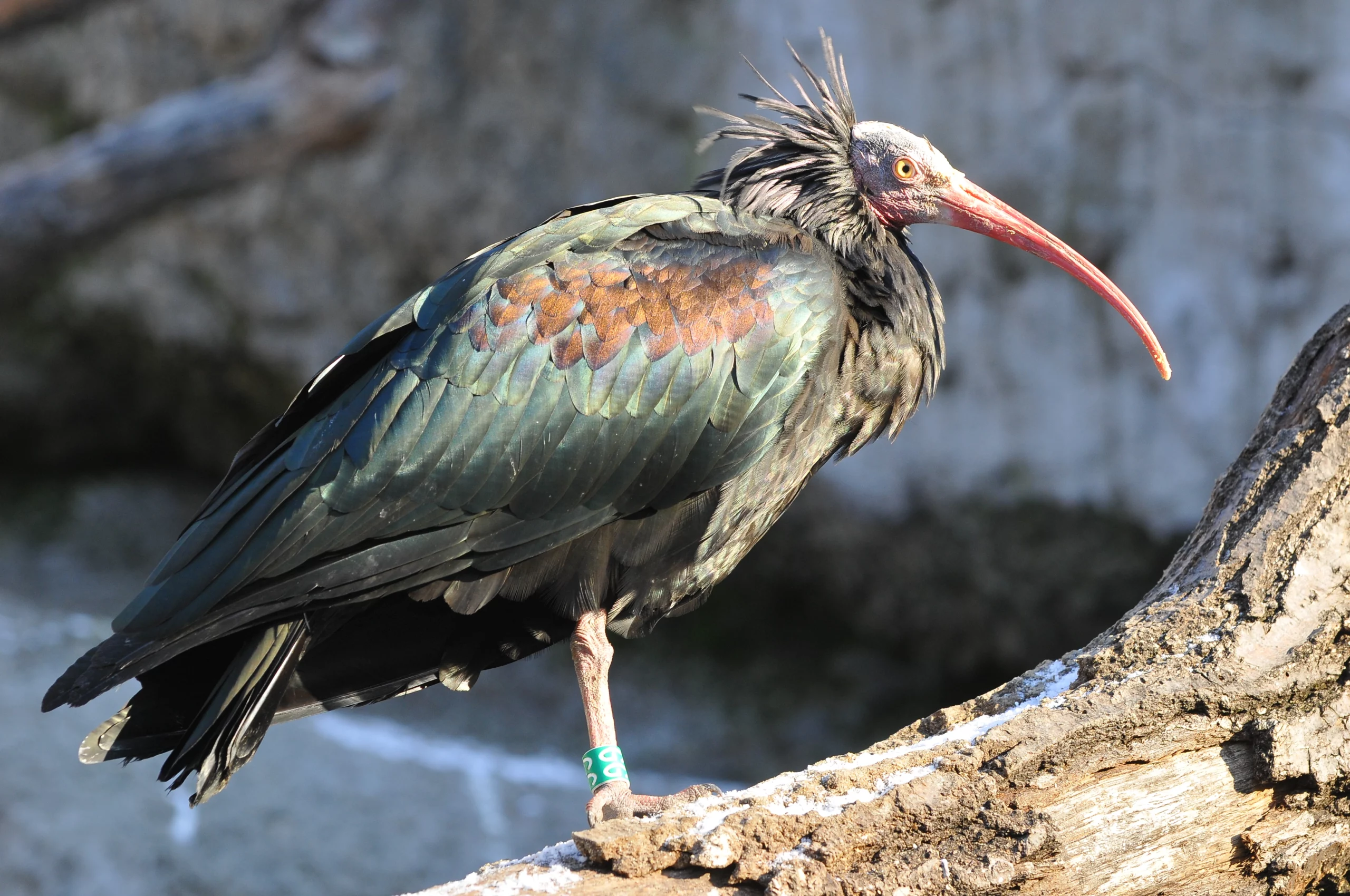 Hermit ibis