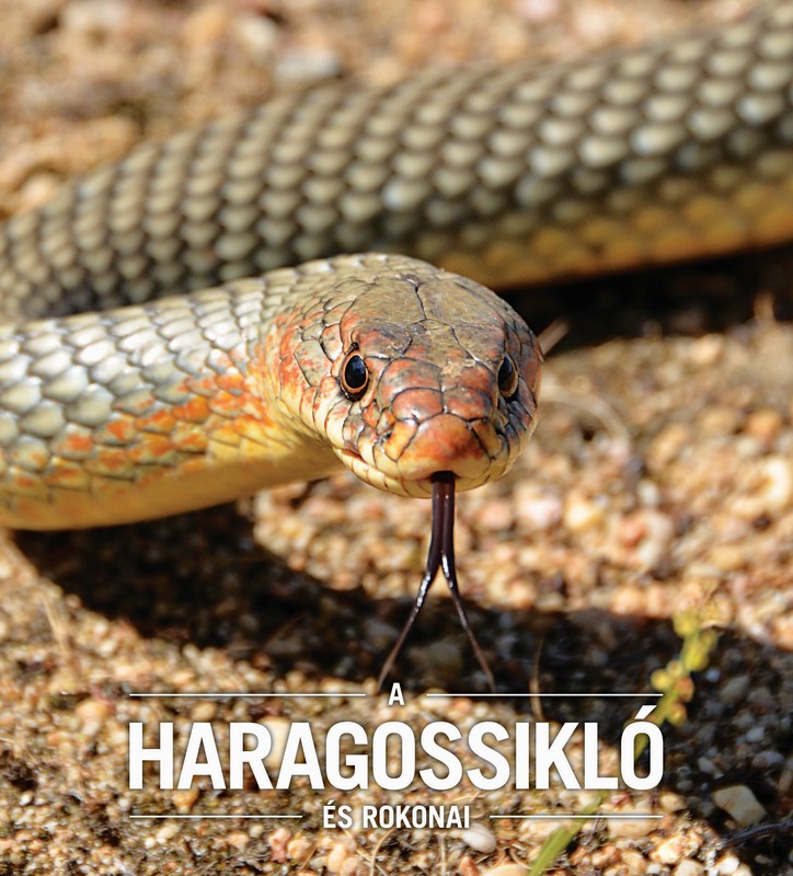 Haragossikló