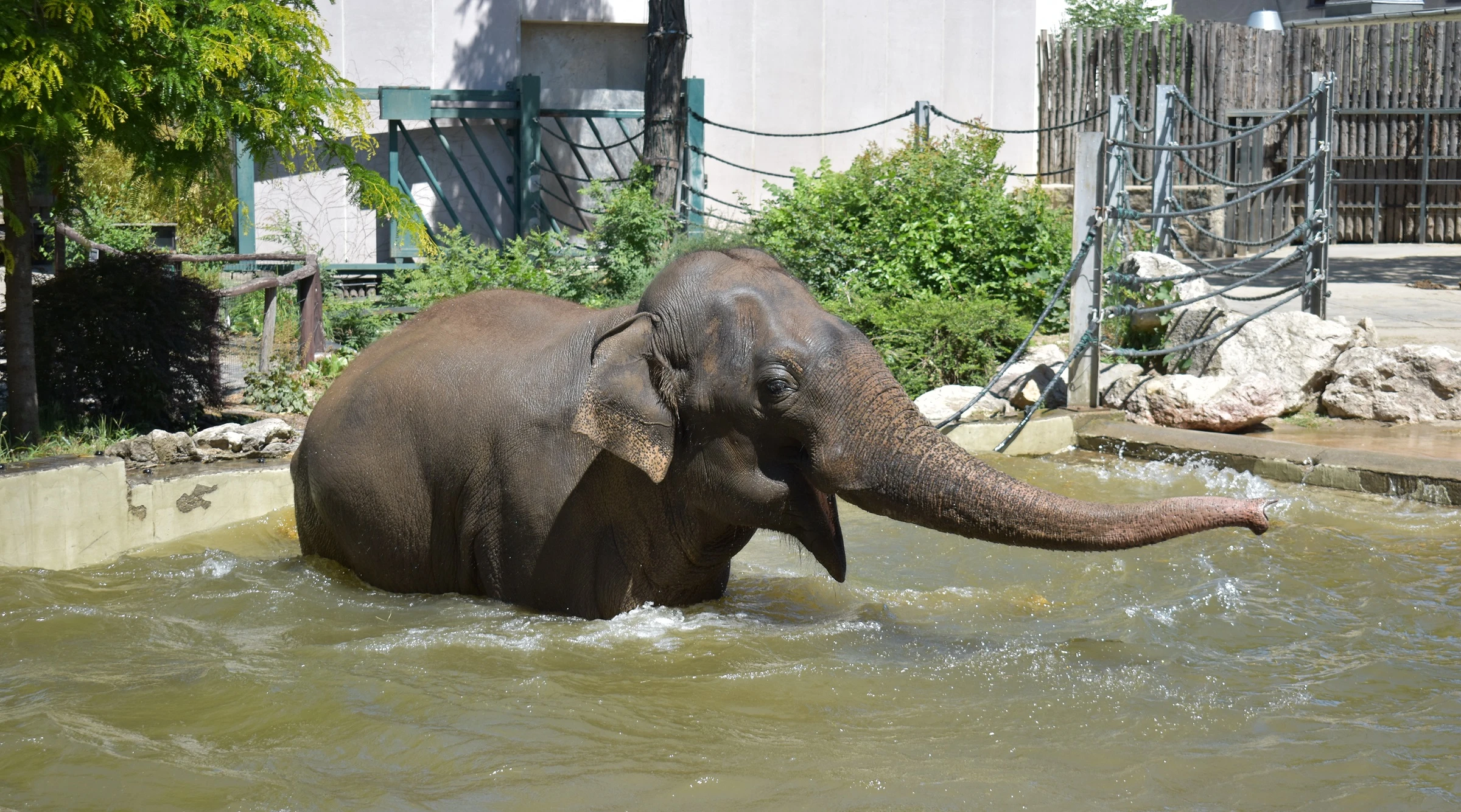 Assam is bathing