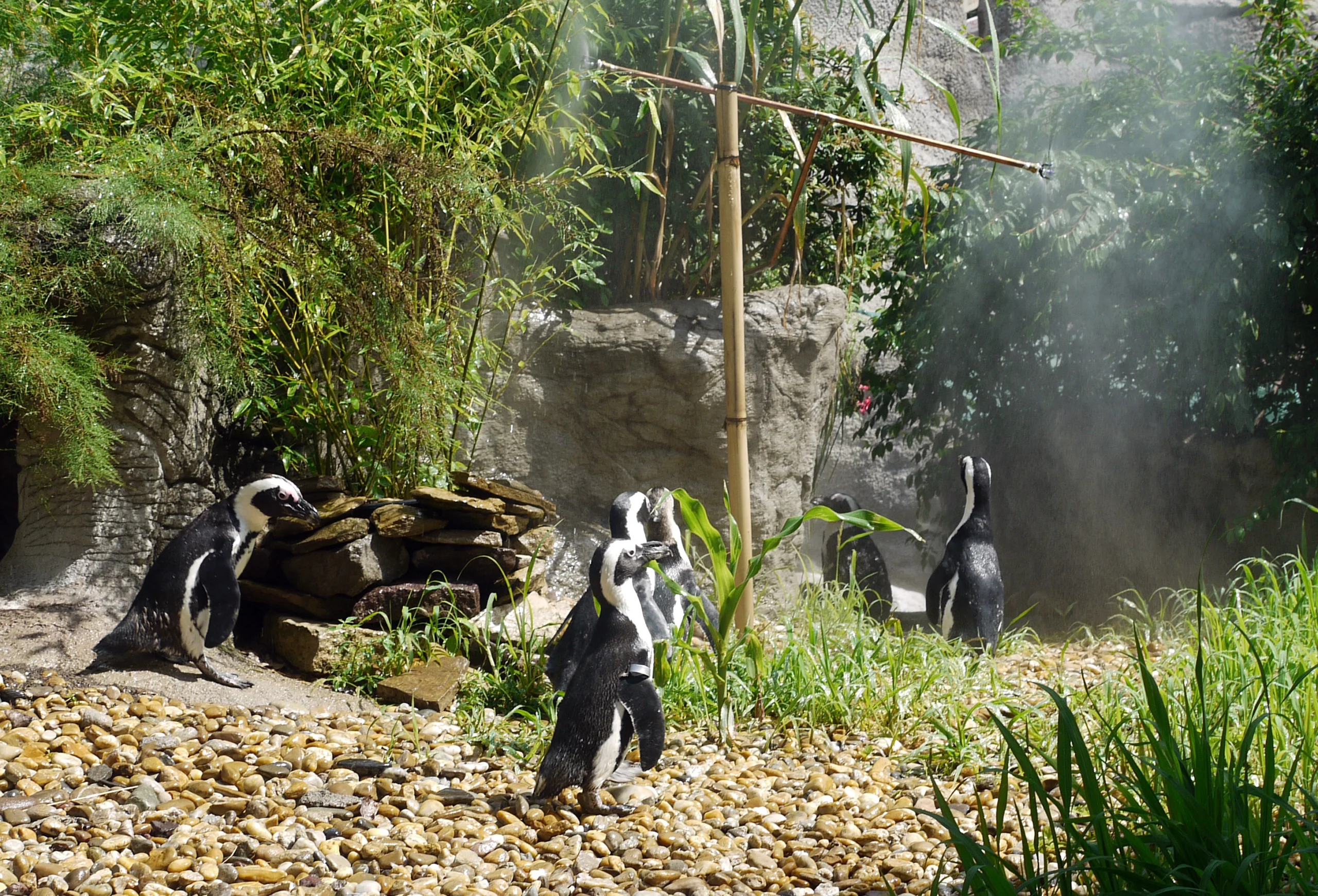 African penguins