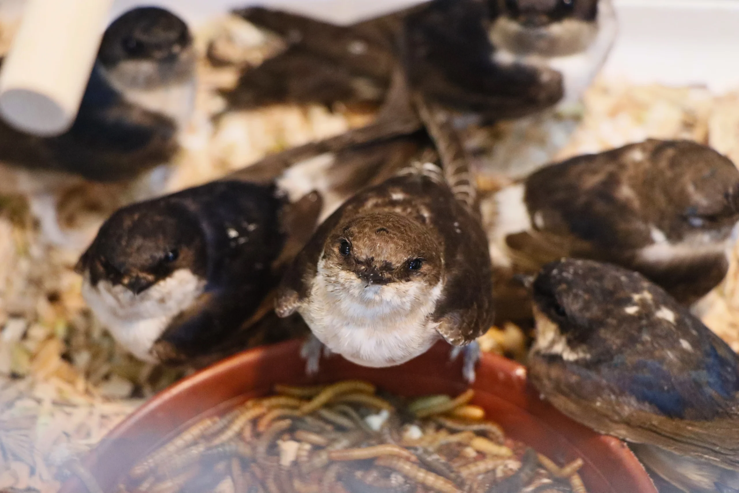 Swallows