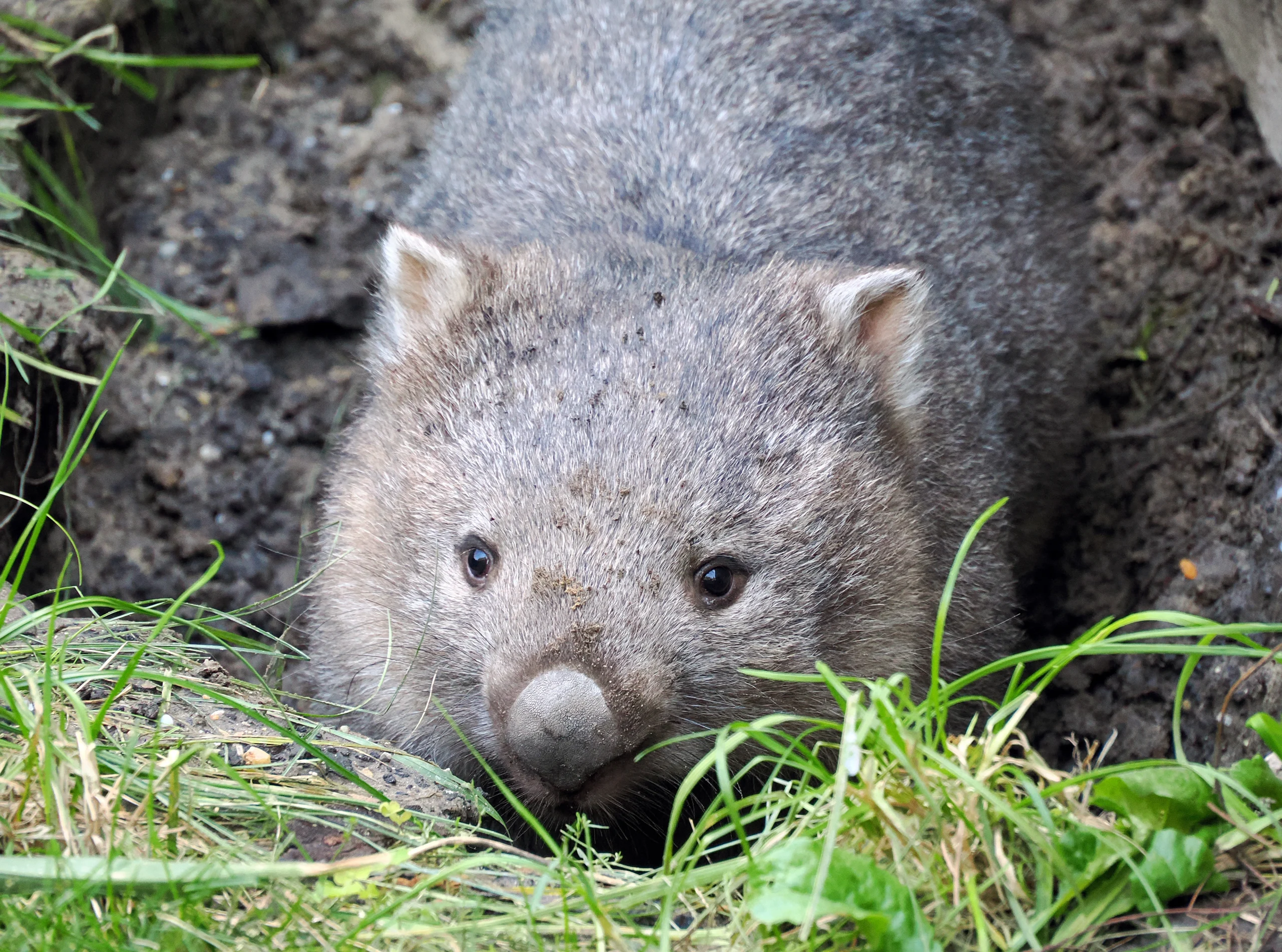 Wombat