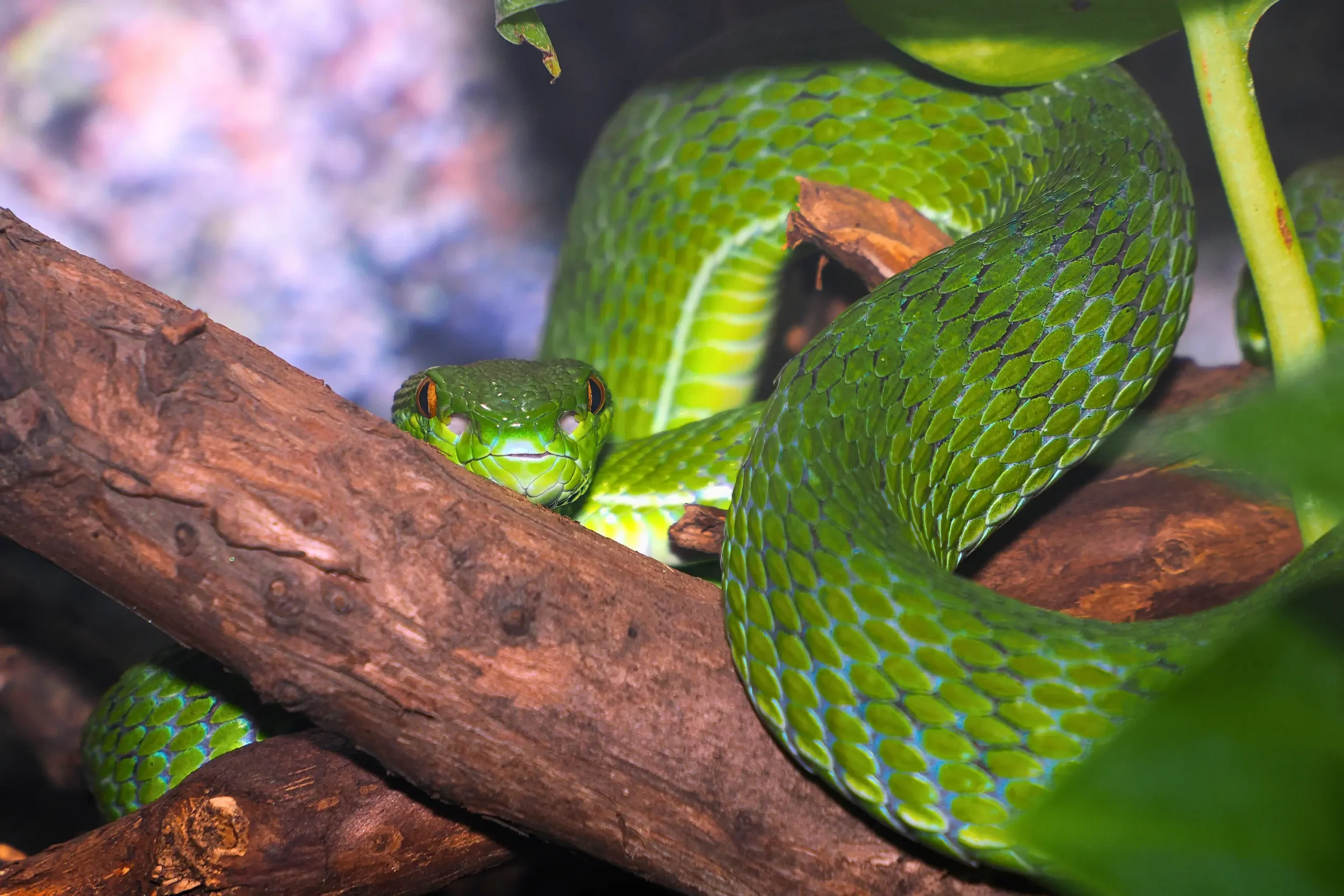 White-lipped pit viper