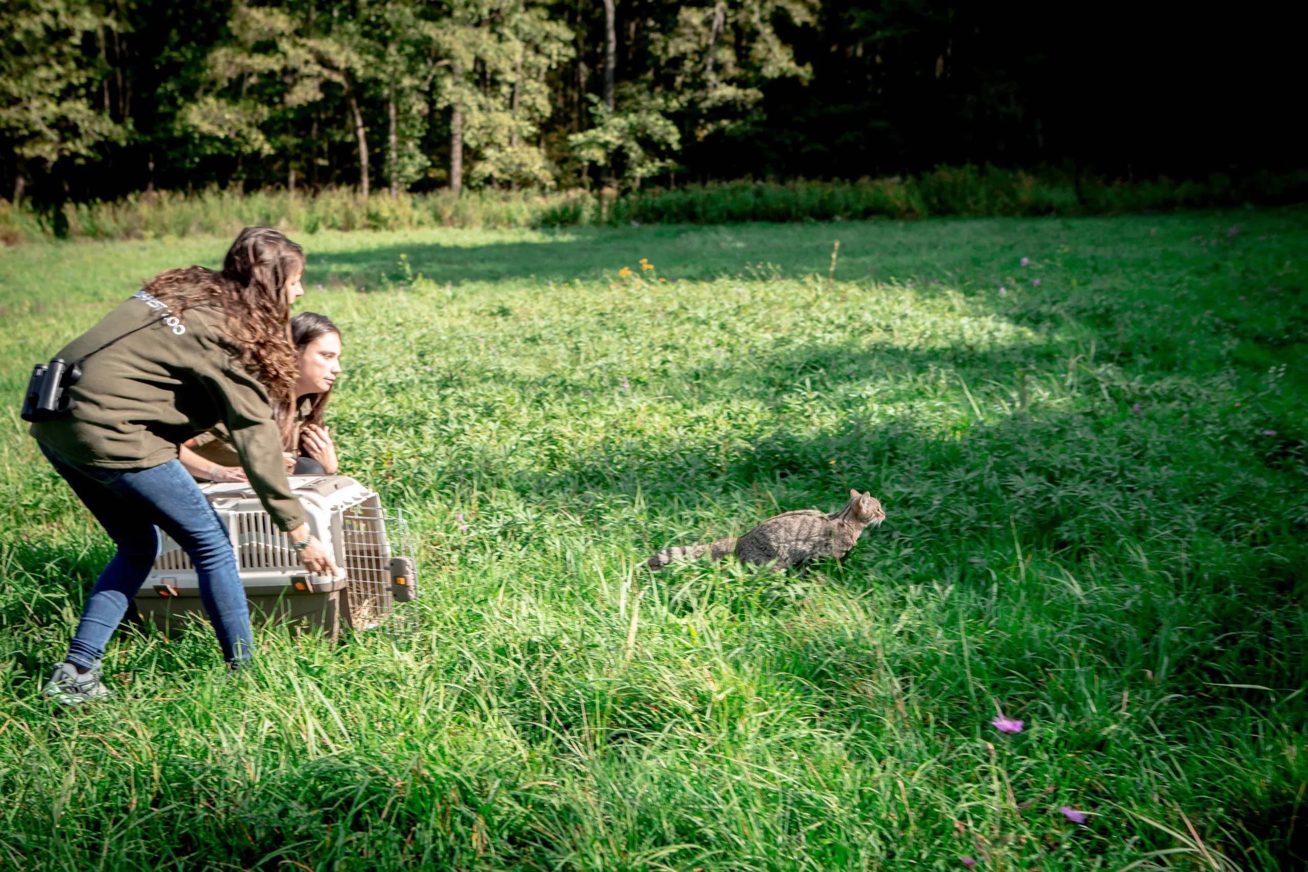 Wildcat release