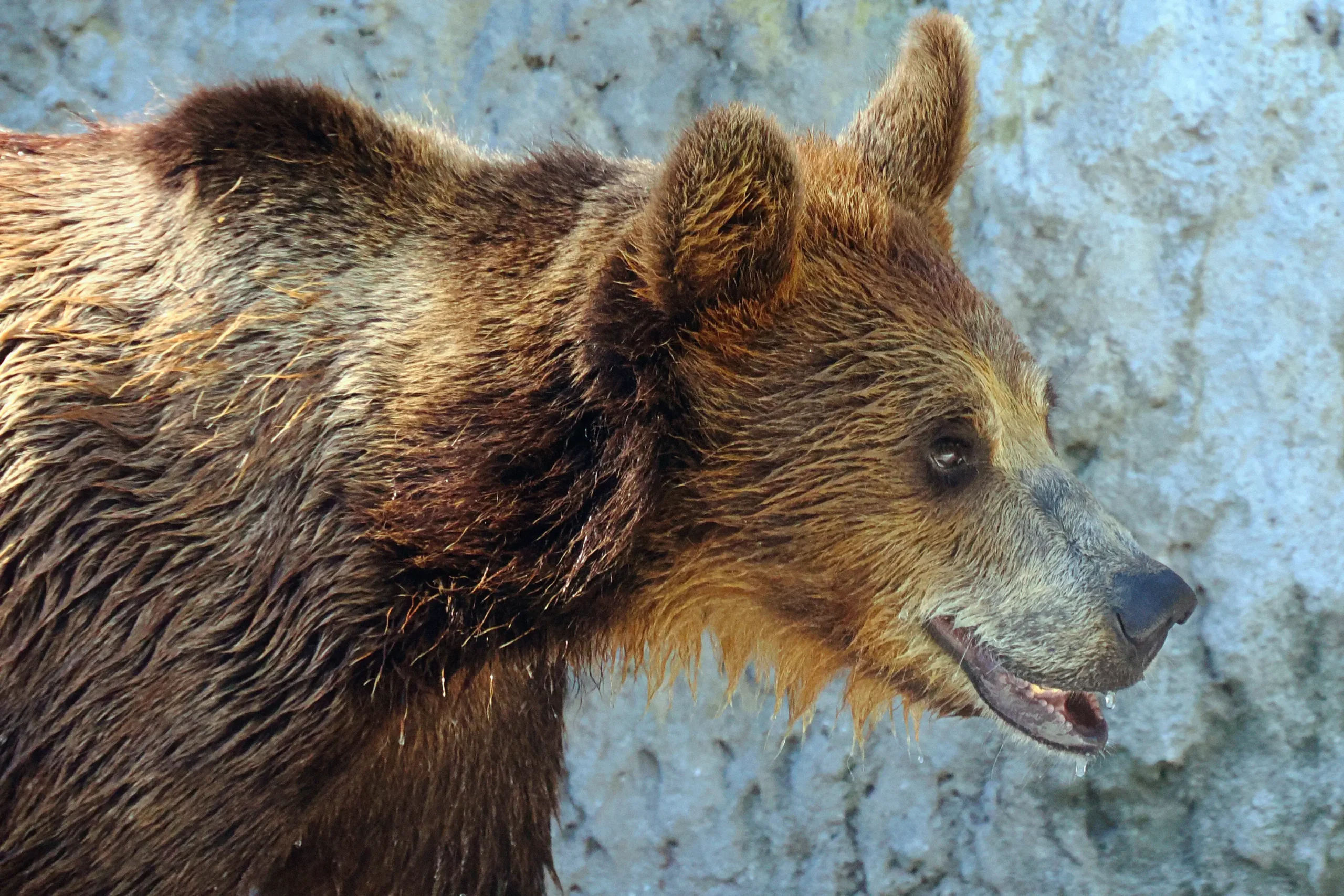 Hargita, the brown bear
