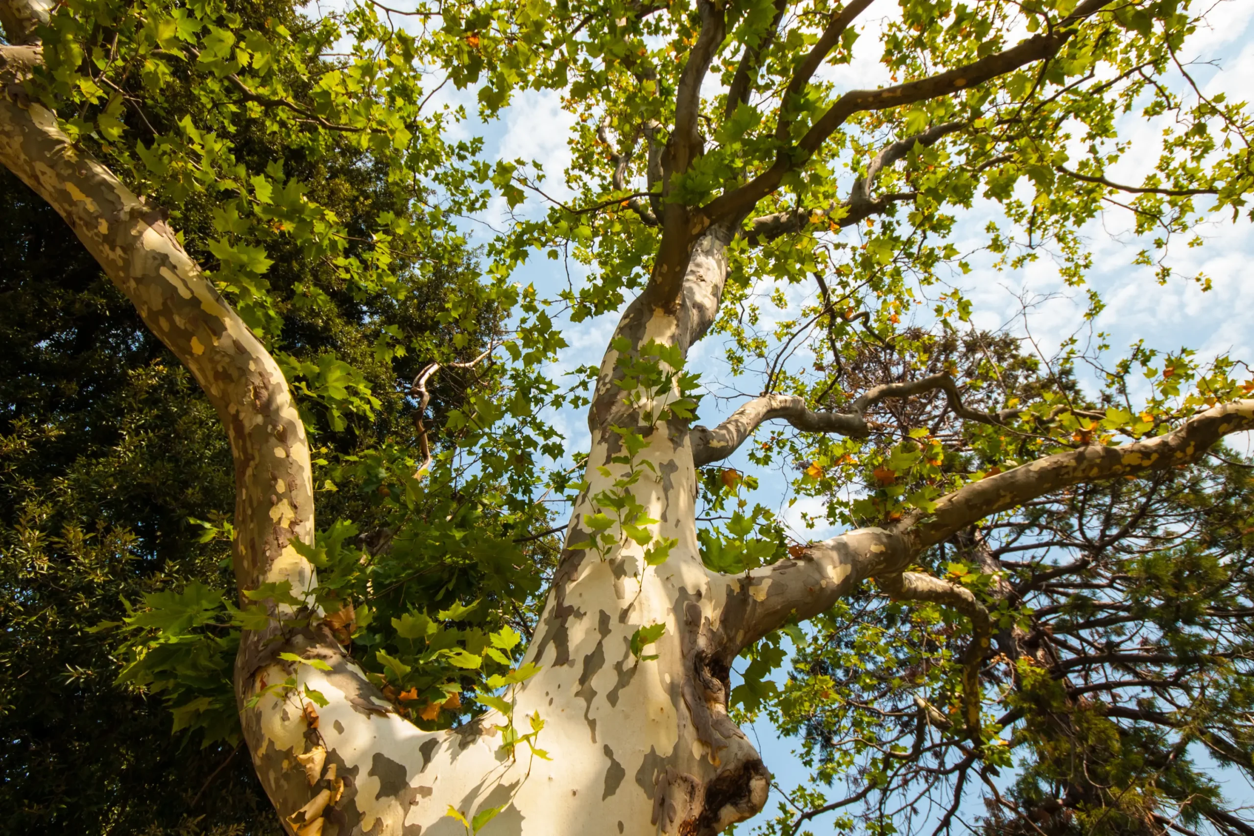 Plane tree