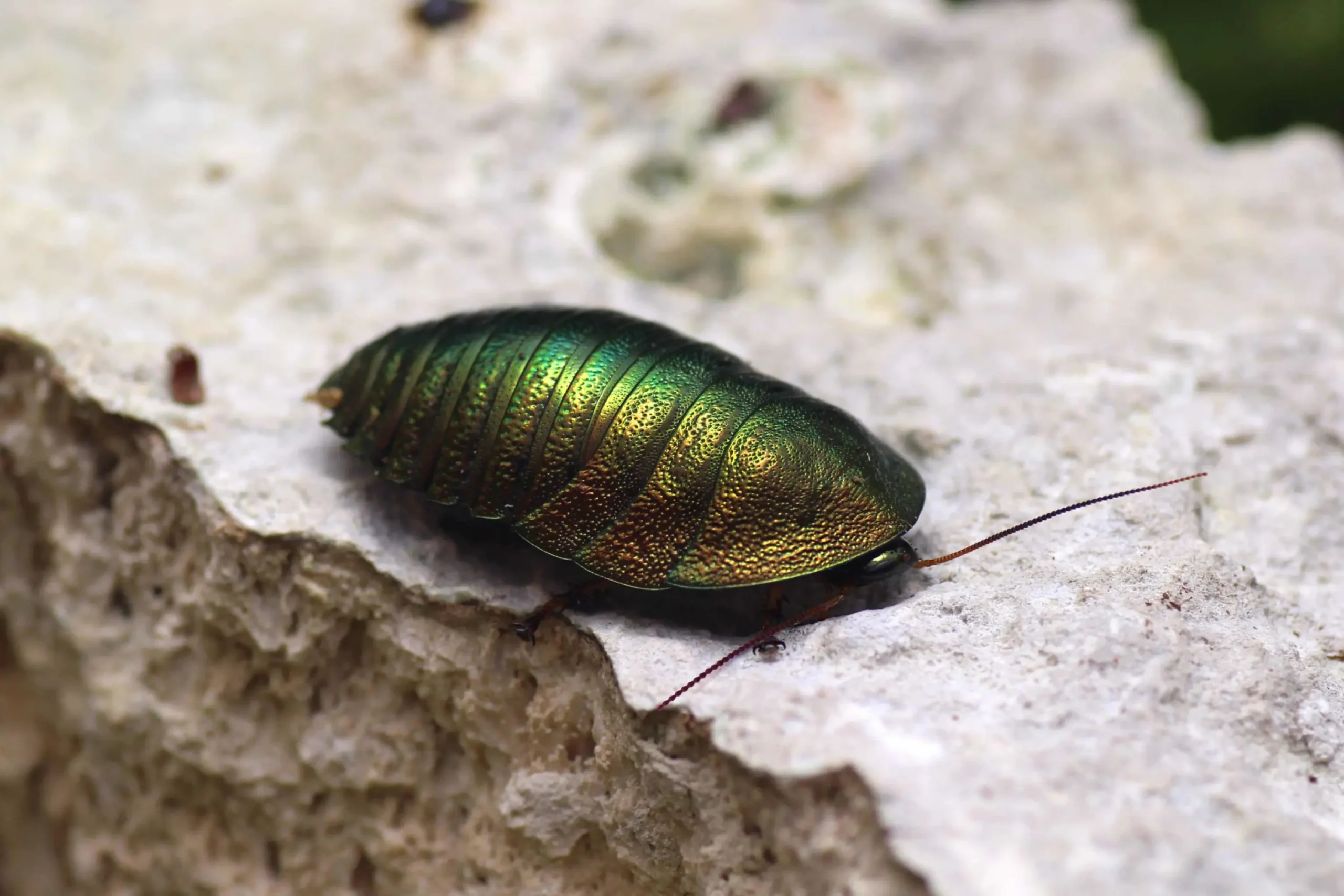 Emerald Cockroach