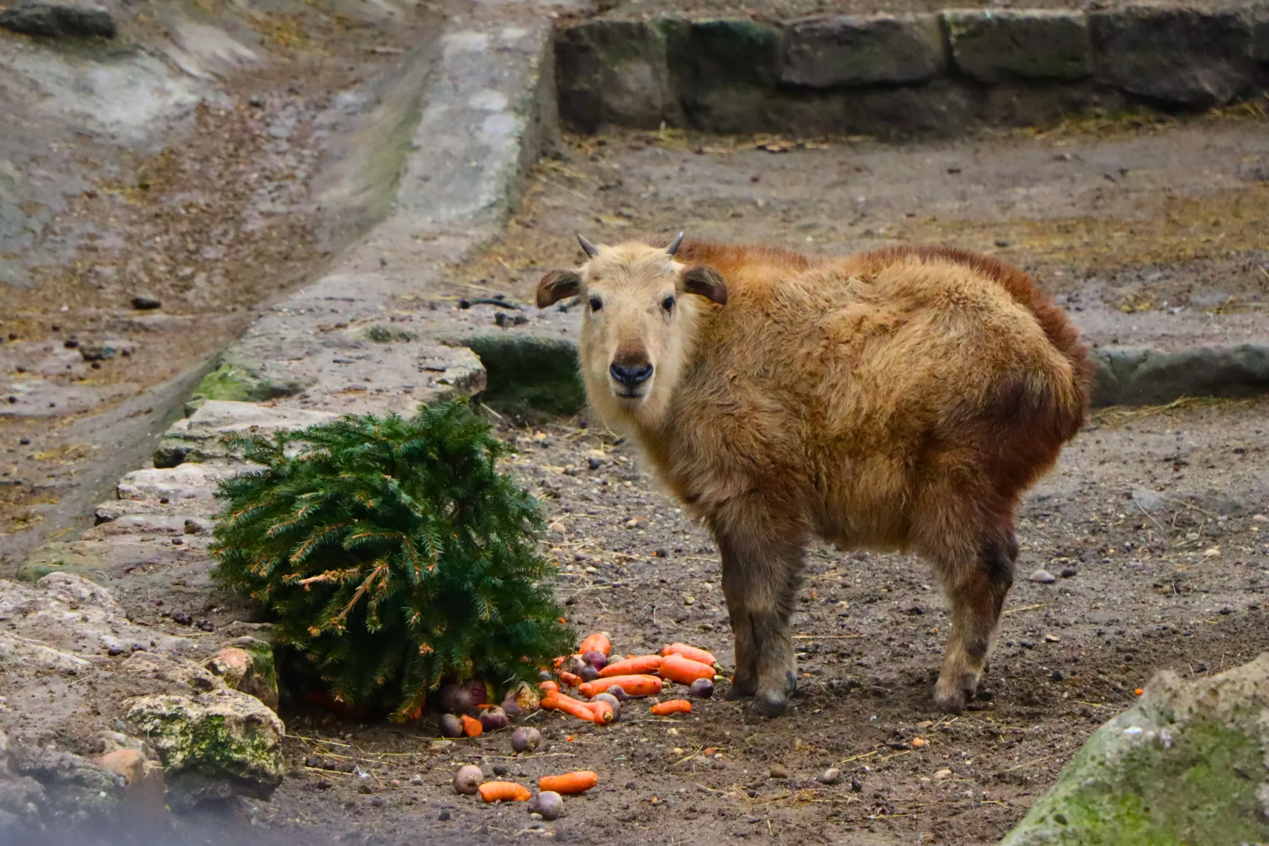 Takin calf