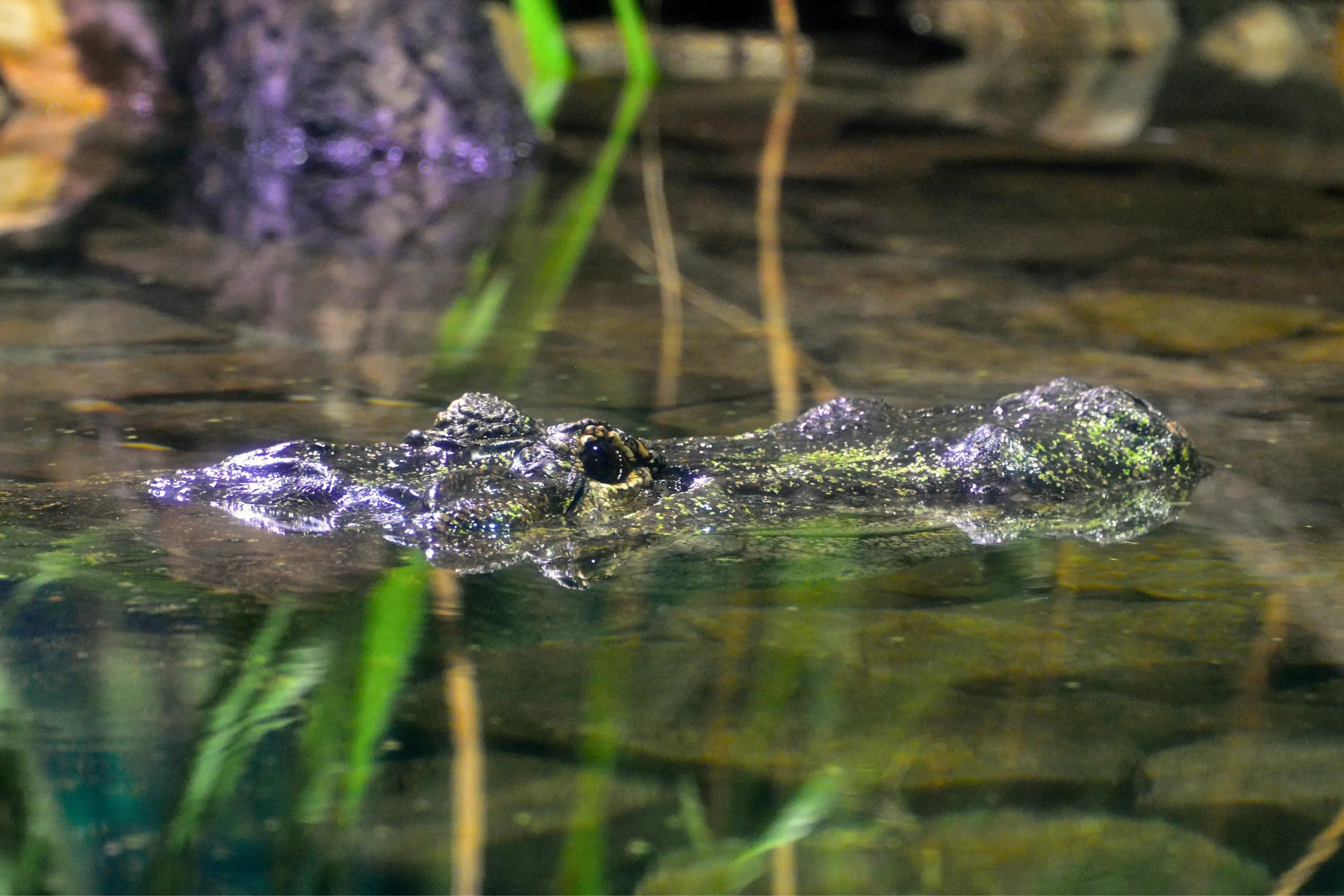 Eugen, the Alligator