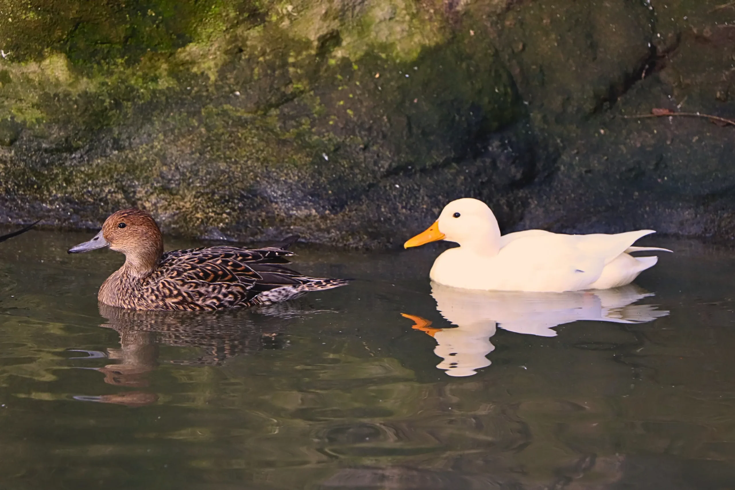 Wild ducks