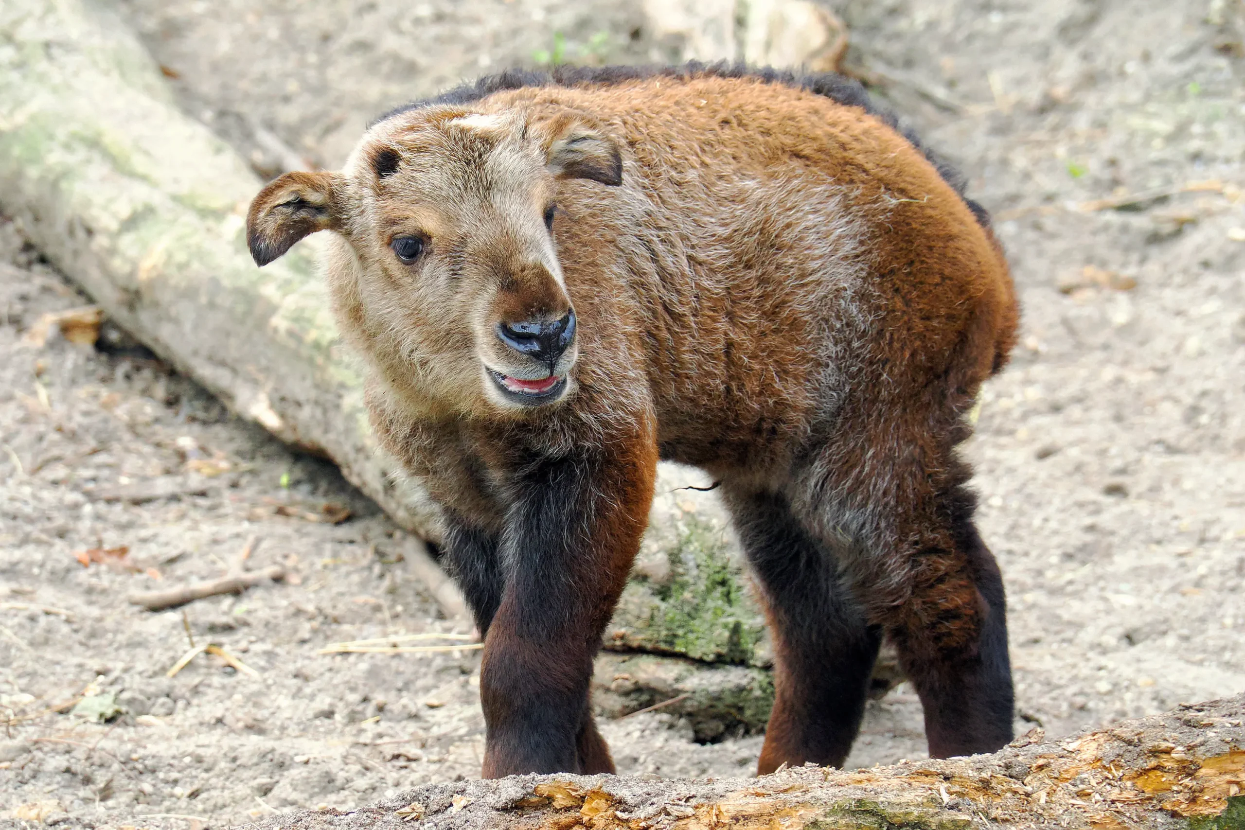 Takin calf