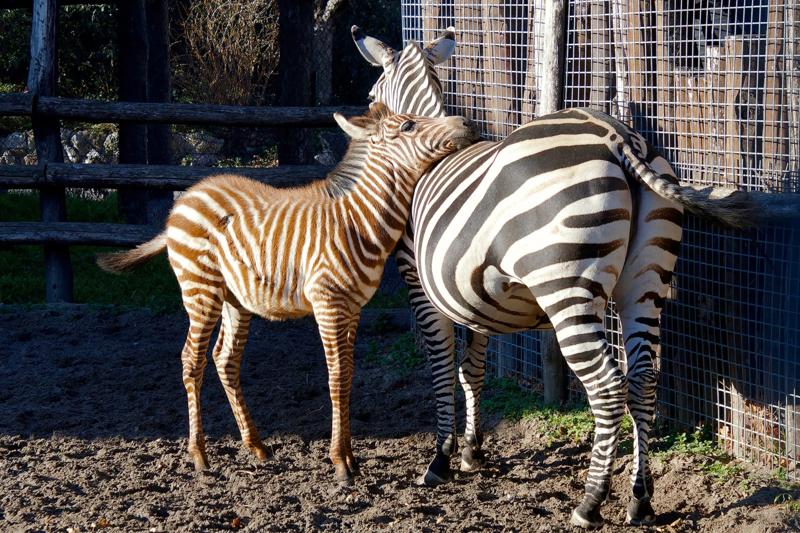 The Zebra Foal’s Name is Zuhara