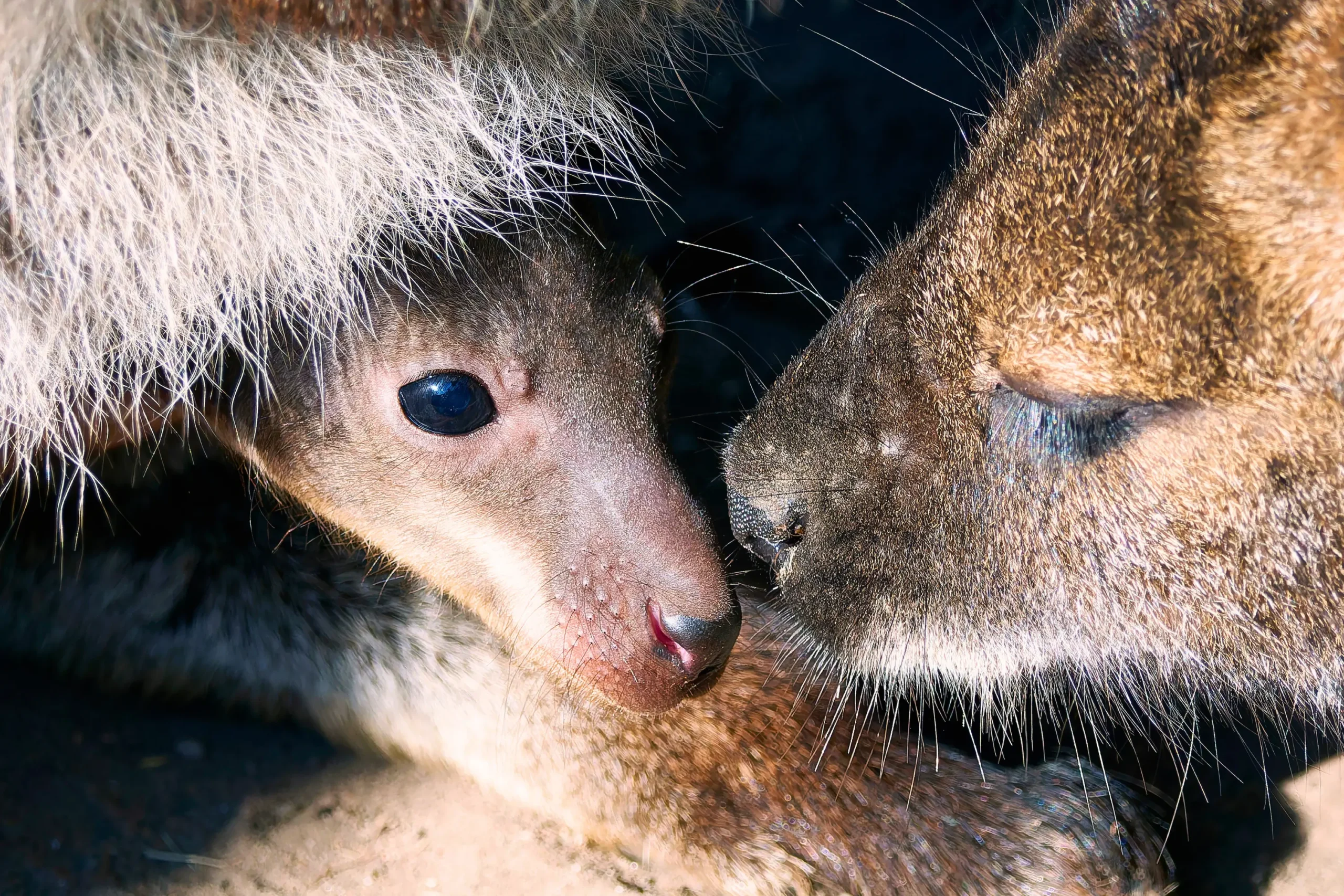 Kangaroo joey