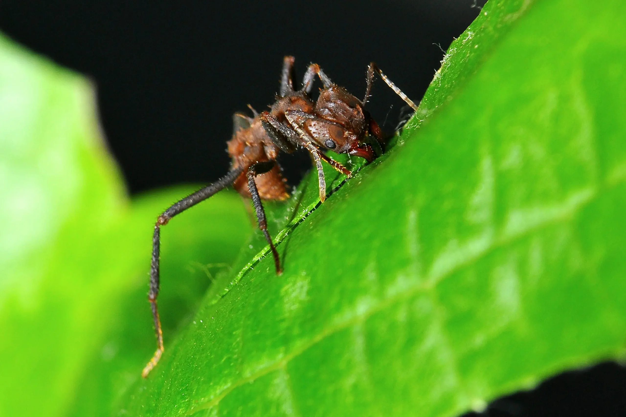 Leaf-cutter Ant