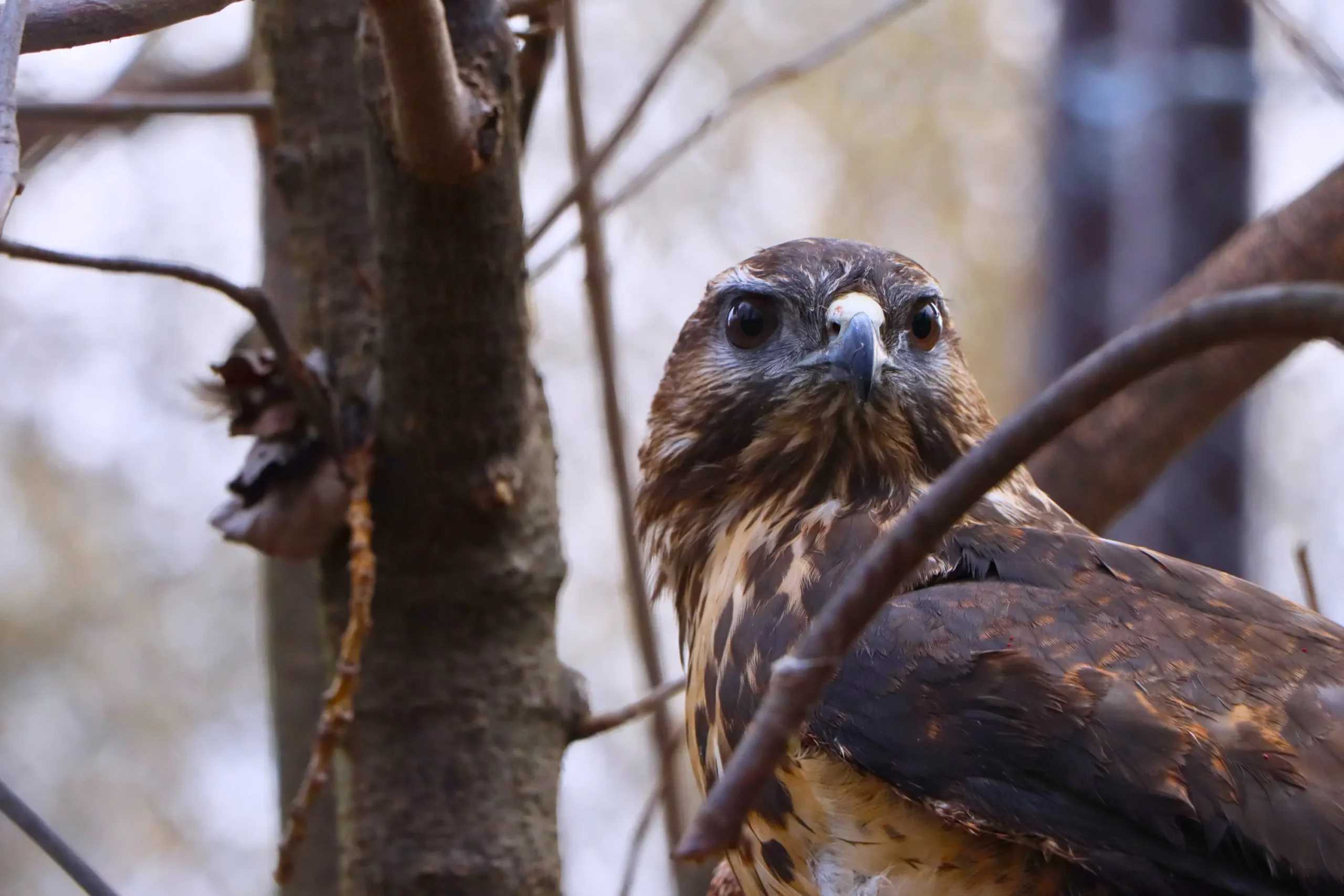 The Bird Aviary at Margaret Island Has Been Renewed