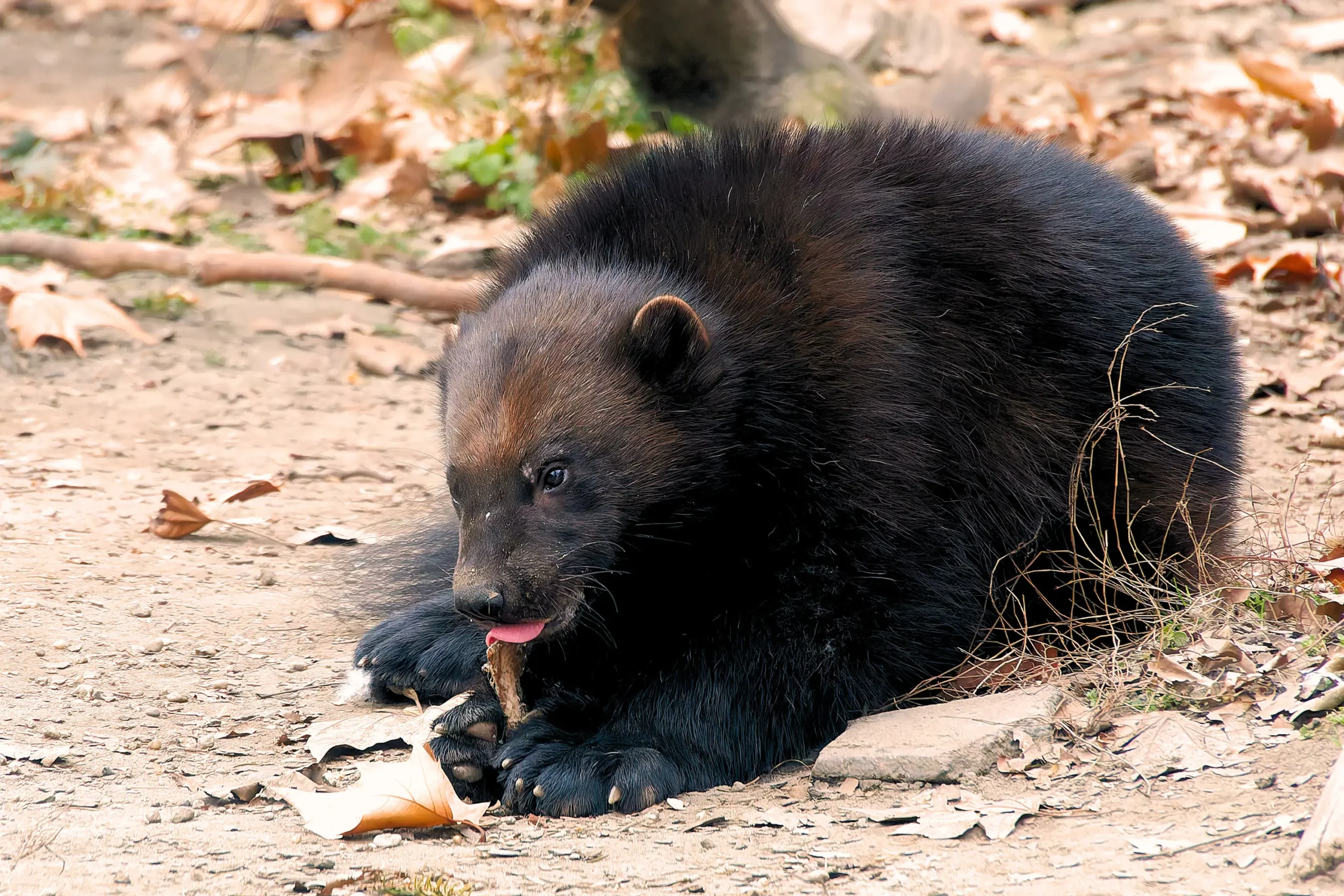 Ottó the wolverine