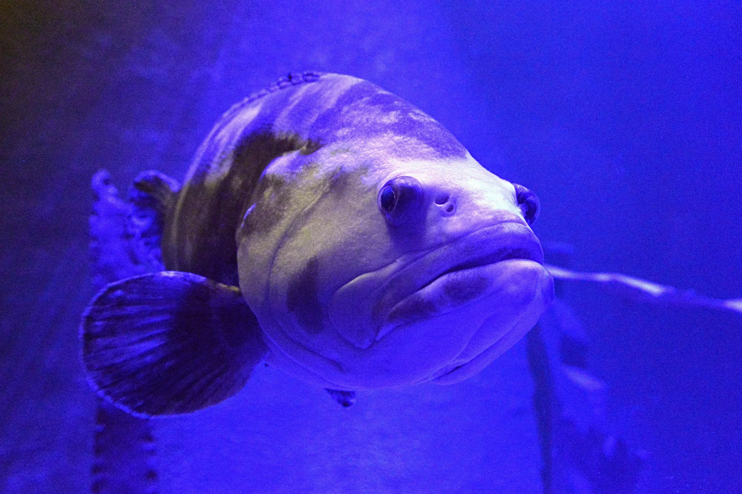 Giant grouper