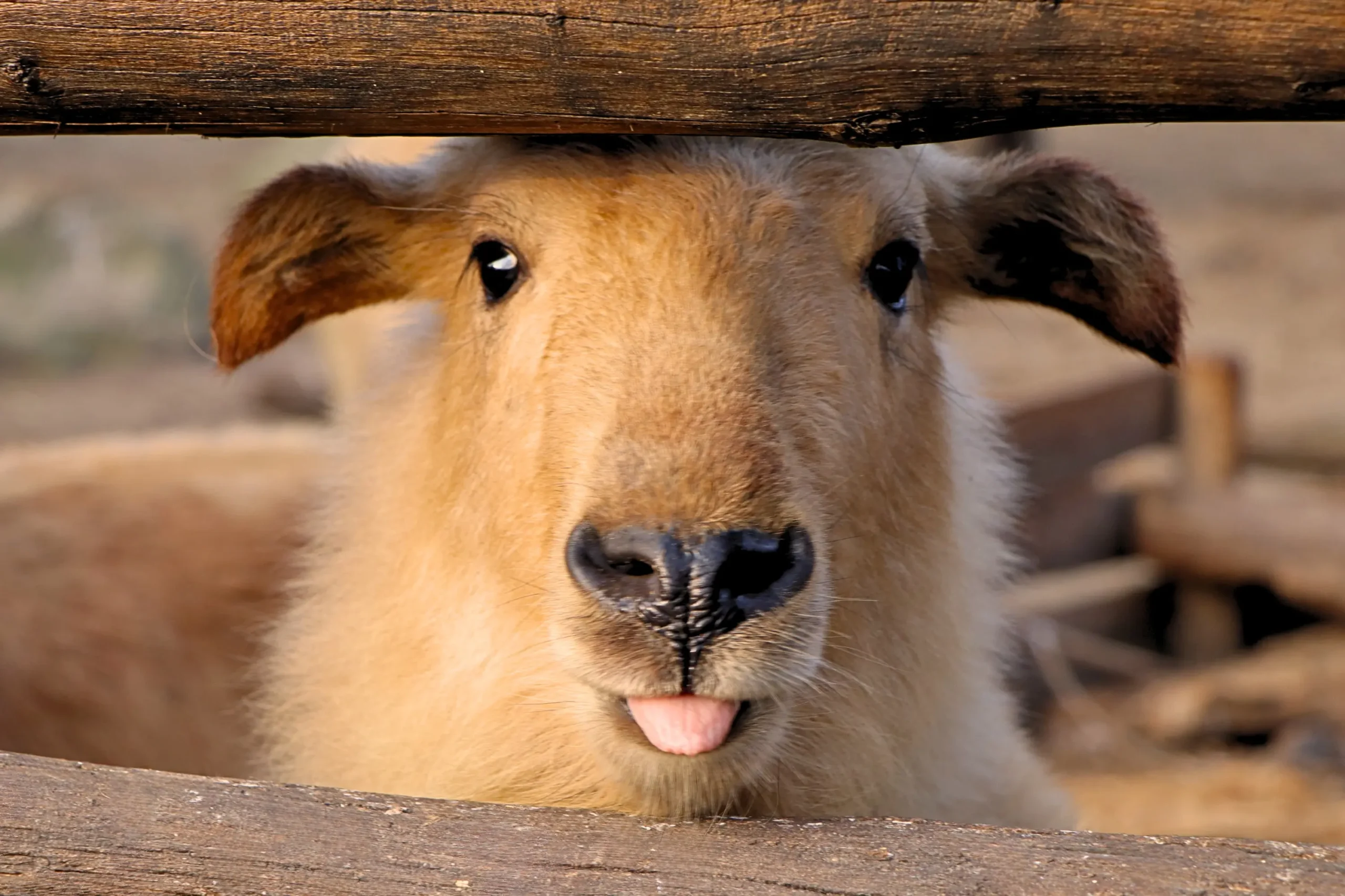 Takin calf