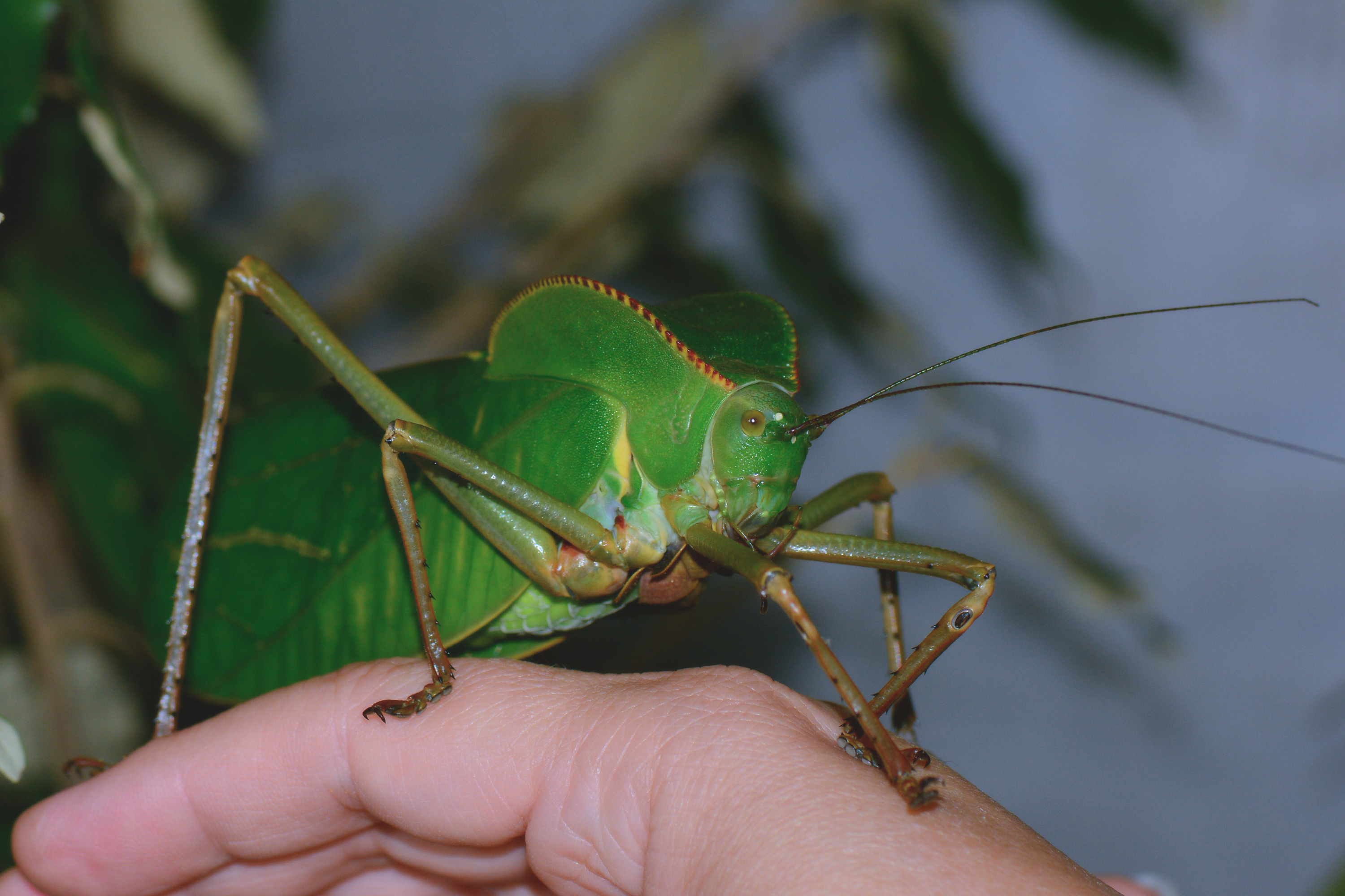 Giant hooded katydid