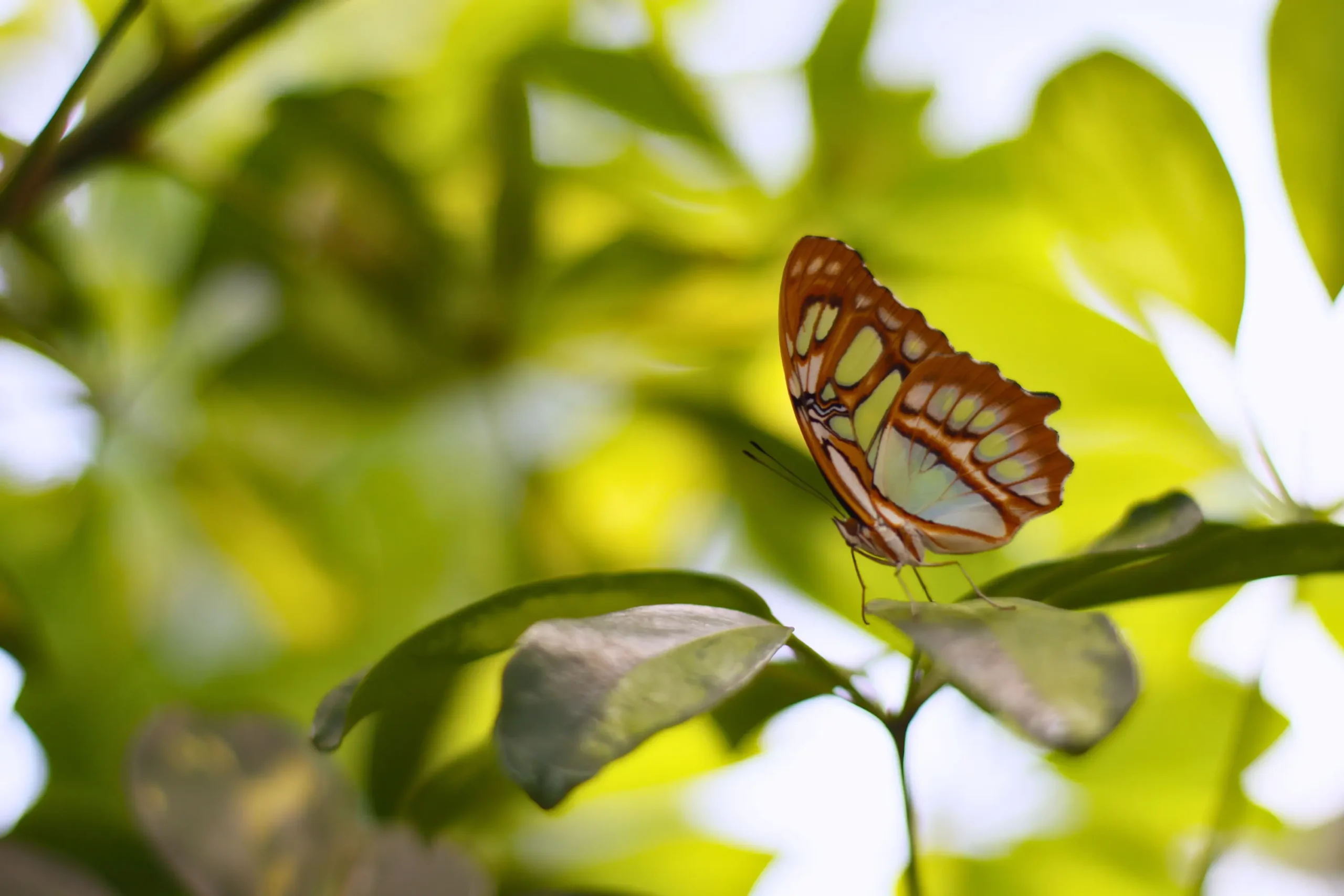 The Butterfly Garden is Now Open