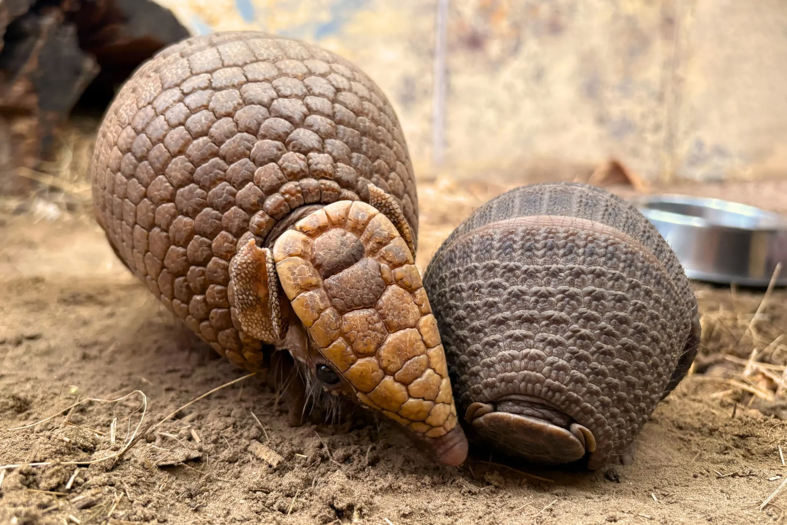 A Baby Southern Three-Banded Armadillo Was Born