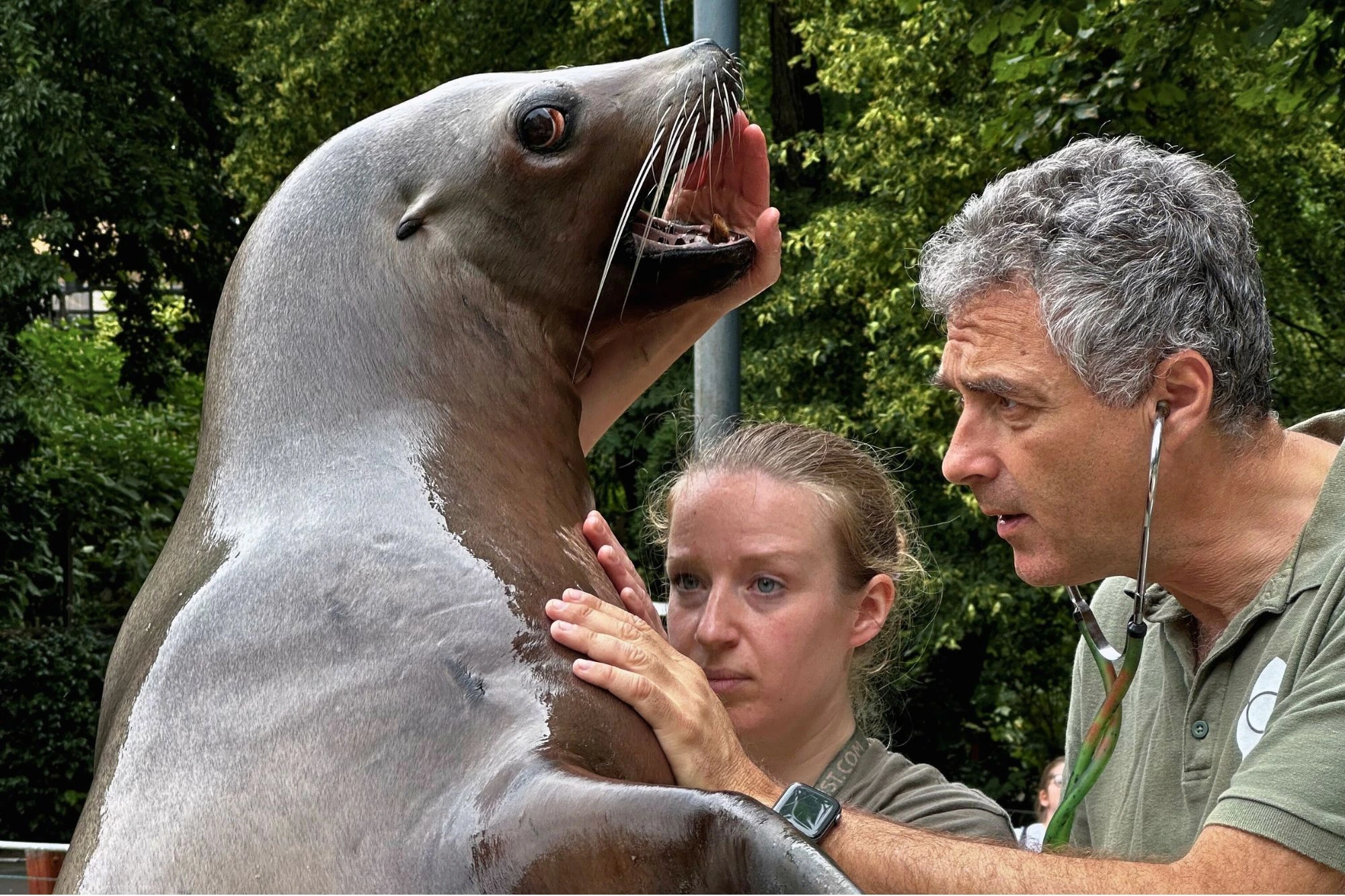 Veterinary Examination
