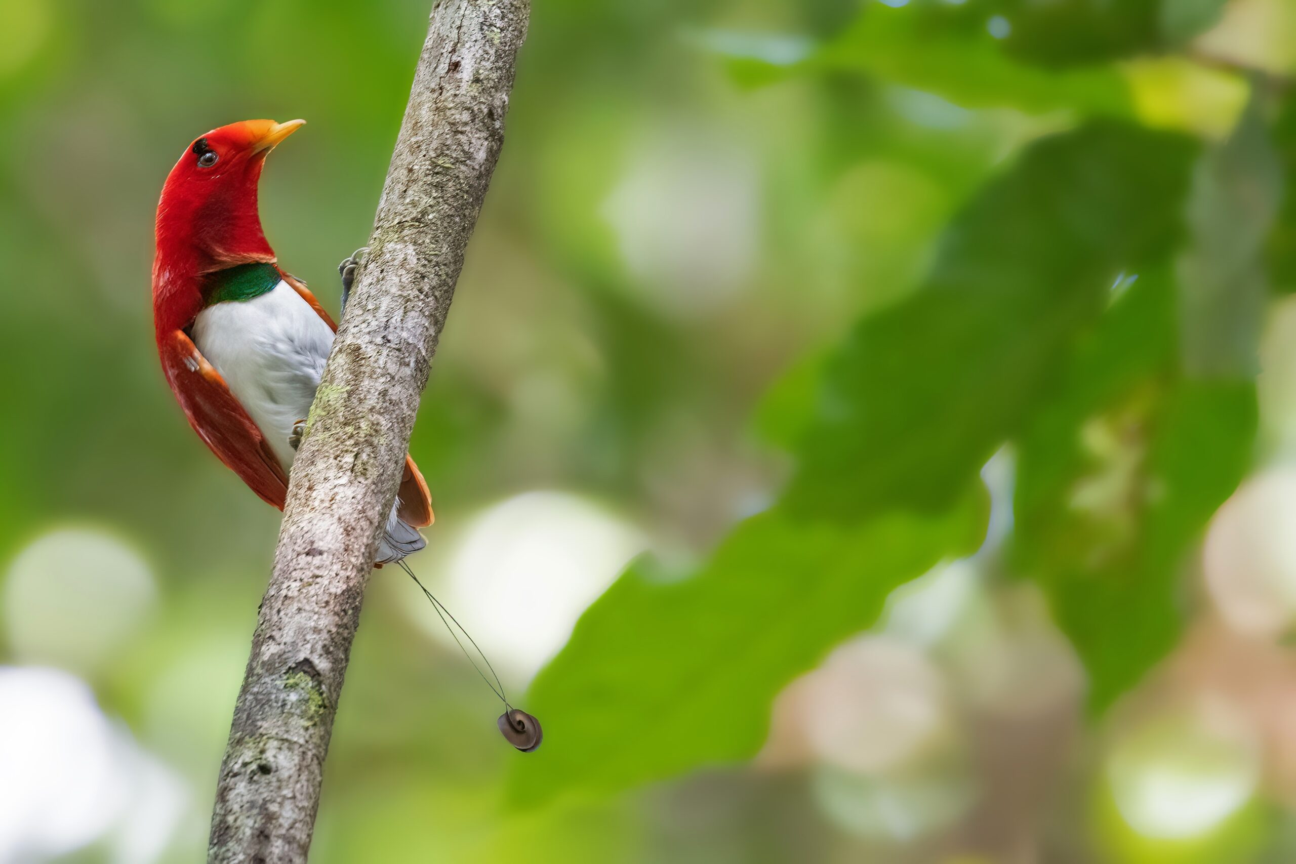 King Bird-of-paradise