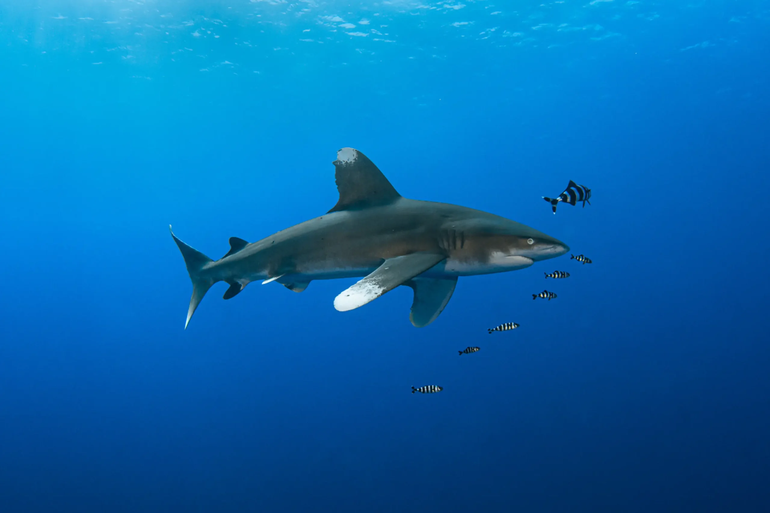 Oceanic Whitetip Shark