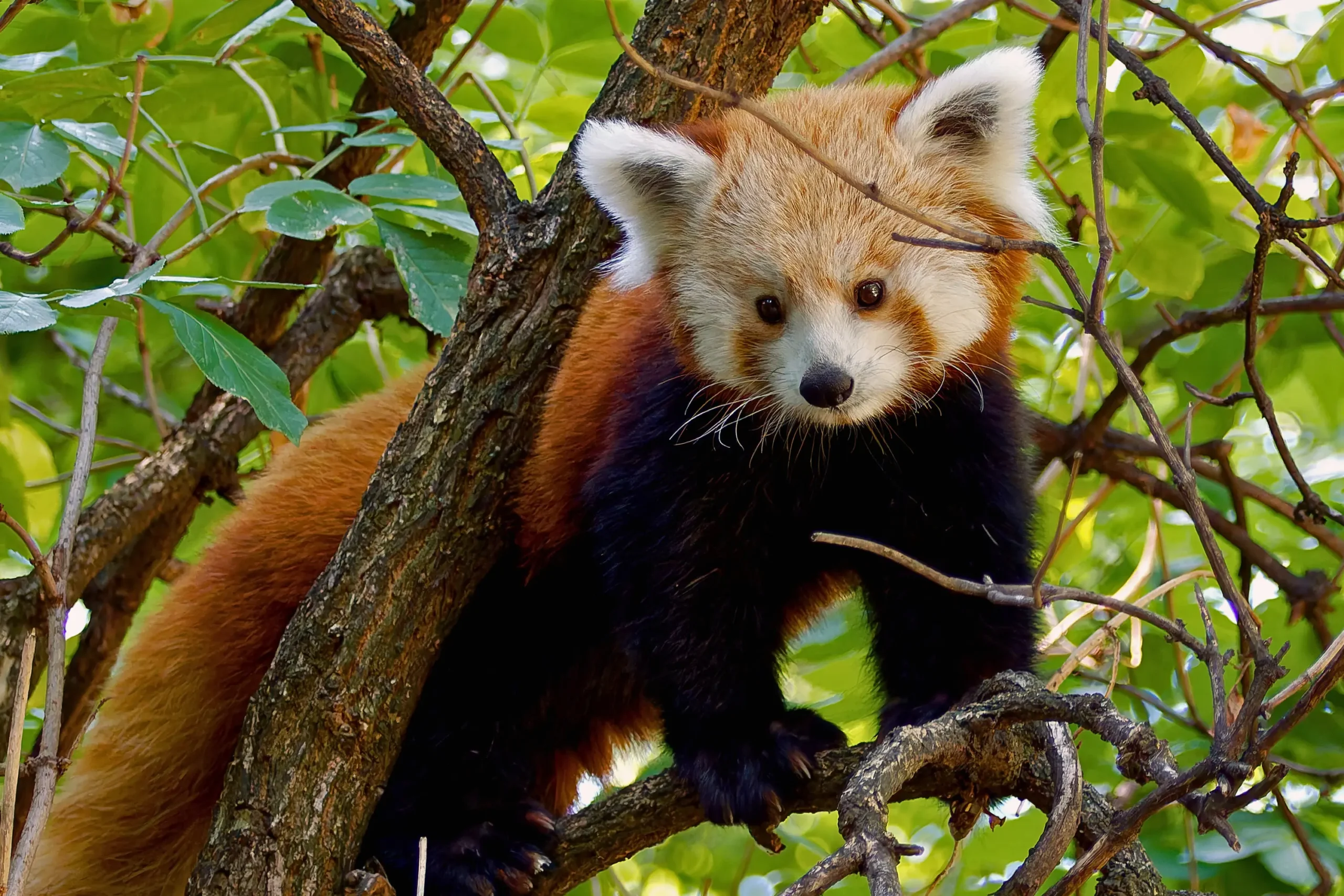 Dayah, the red panda