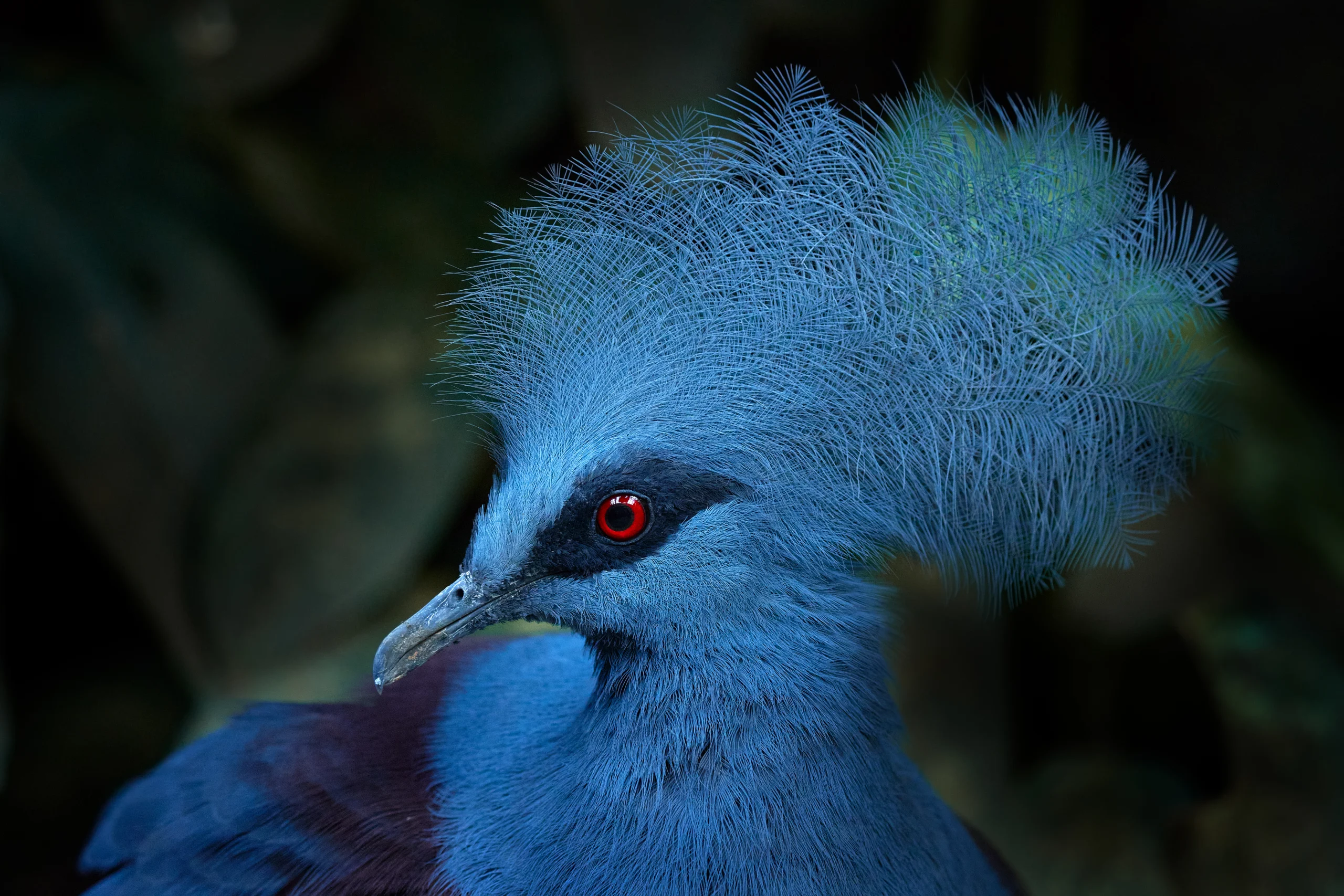 Western crowned-pigeon