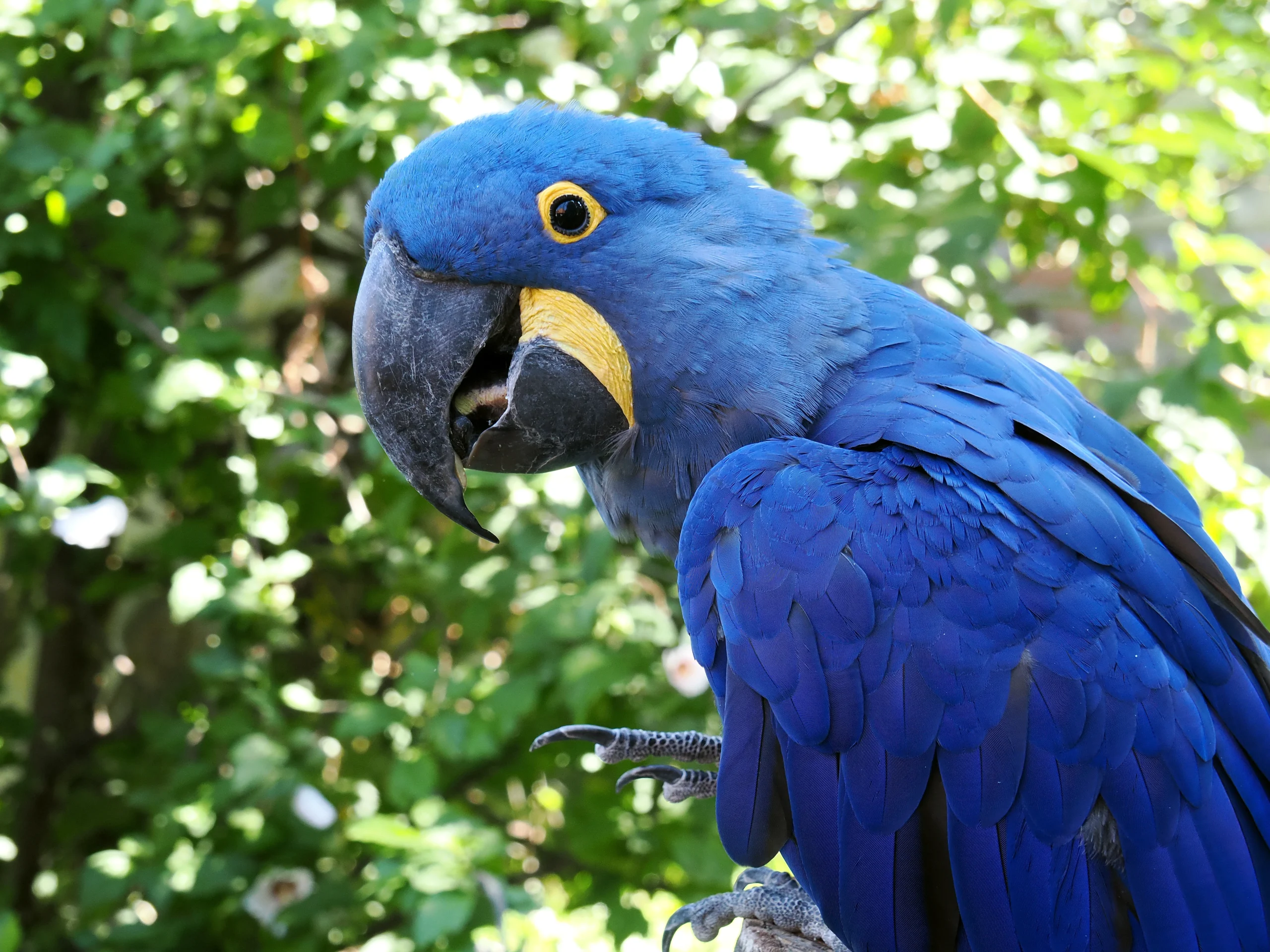 Hyacinth Macaw