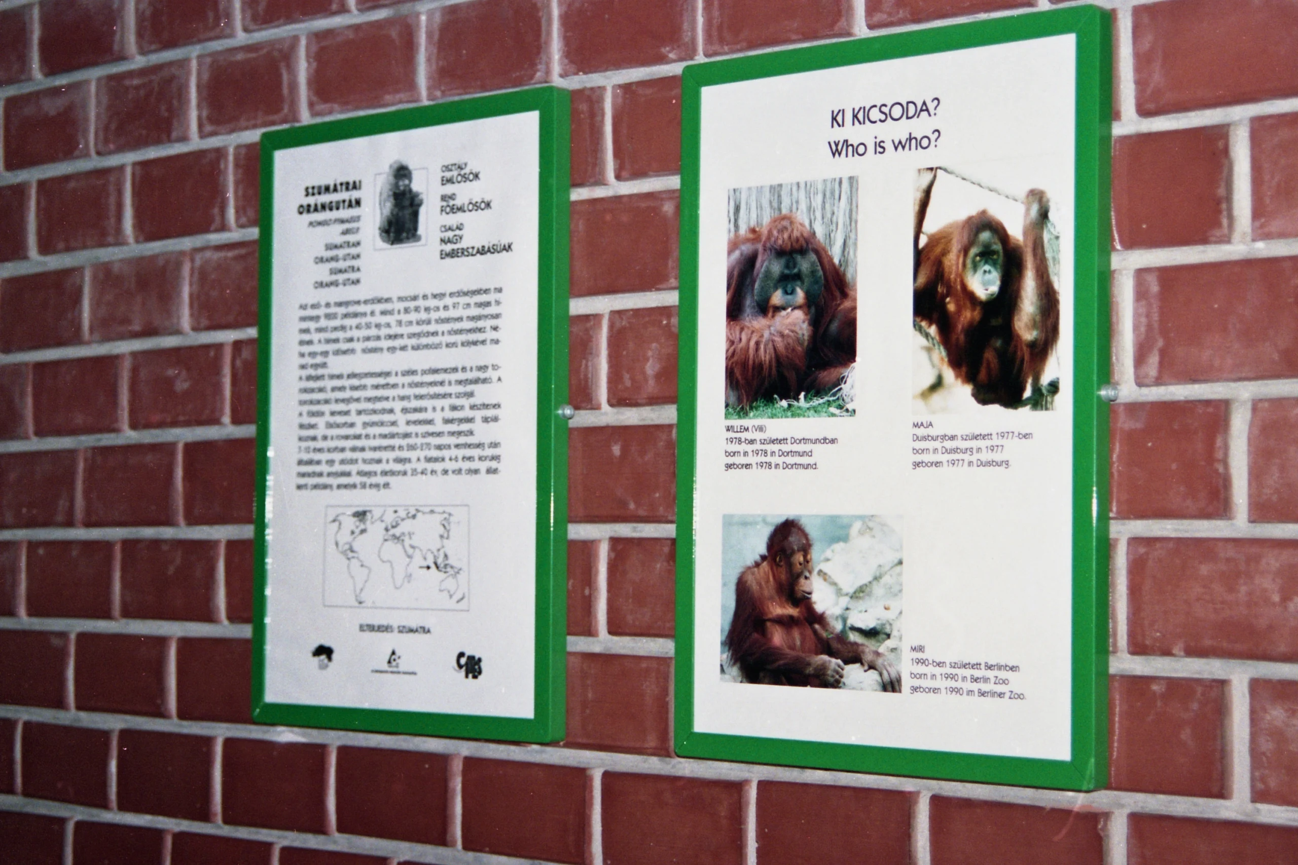 Orangután fajtábla