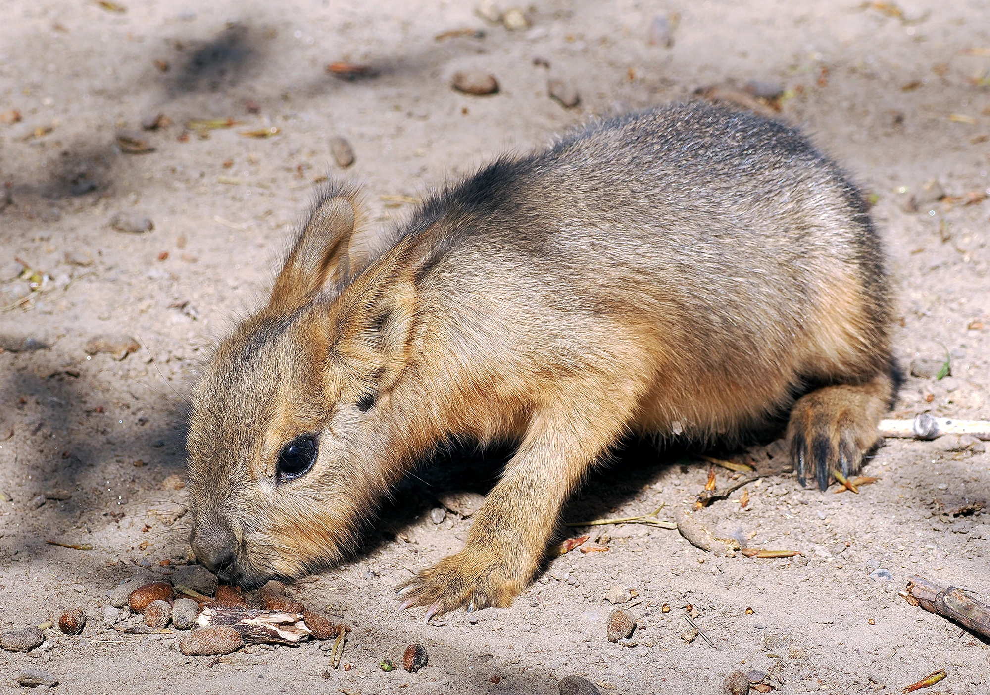 Patagonian Mara